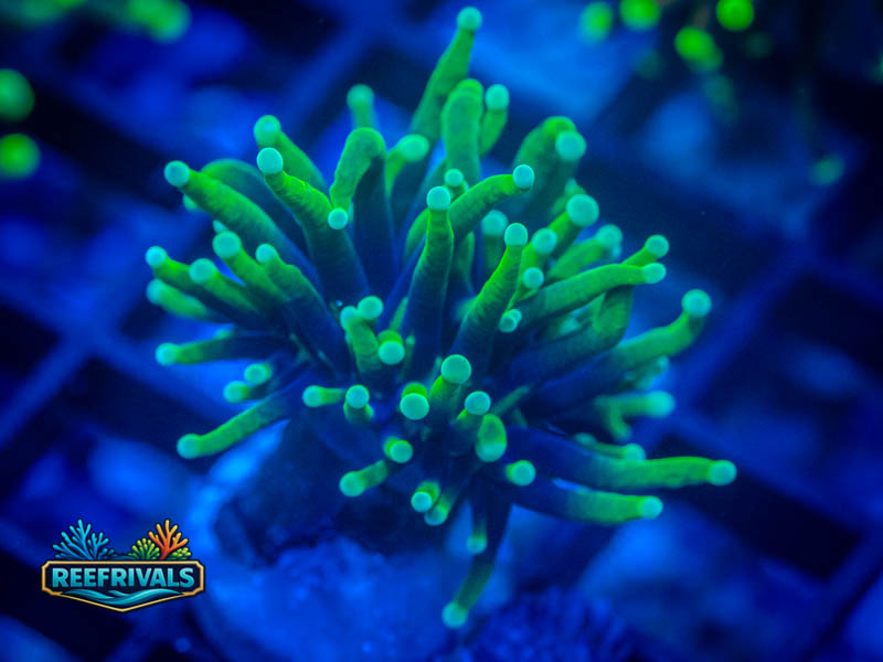 RVL Blacklight Torch coral image from ReefRivals, listed as Euphyllia glabrescens and Torches