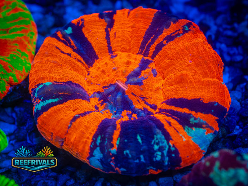ECC Ultra Warpaint Scoly (Show Grade) coral image from ReefRivals, listed as Homophyllia sp. and LPS Fleshy