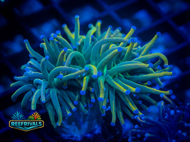 RVL Indo Gold Torch (2 Heads) coral image from ReefRivals, listed as Euphyllia glabrescens and Torches