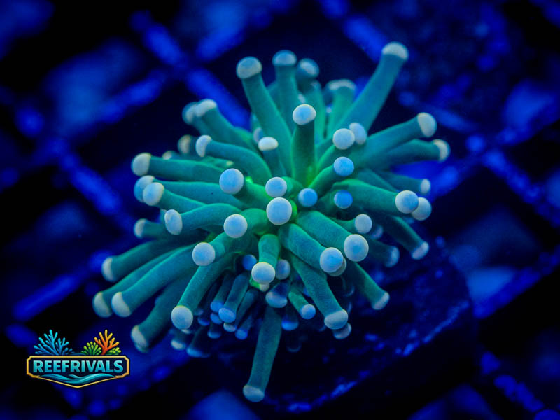 RVL Pearl Tip Torch coral image from ReefRivals, listed as Euphyllia glabrescens and Torches