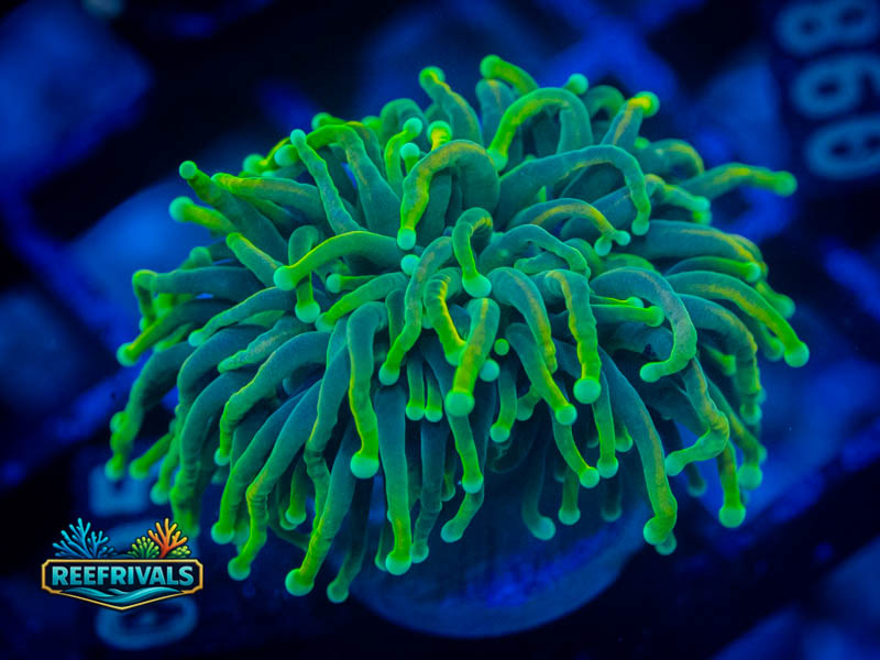 RVL Indo Green Torch (Two Heads) coral image from ReefRivals, listed as Euphyllia glabrescens and Torches