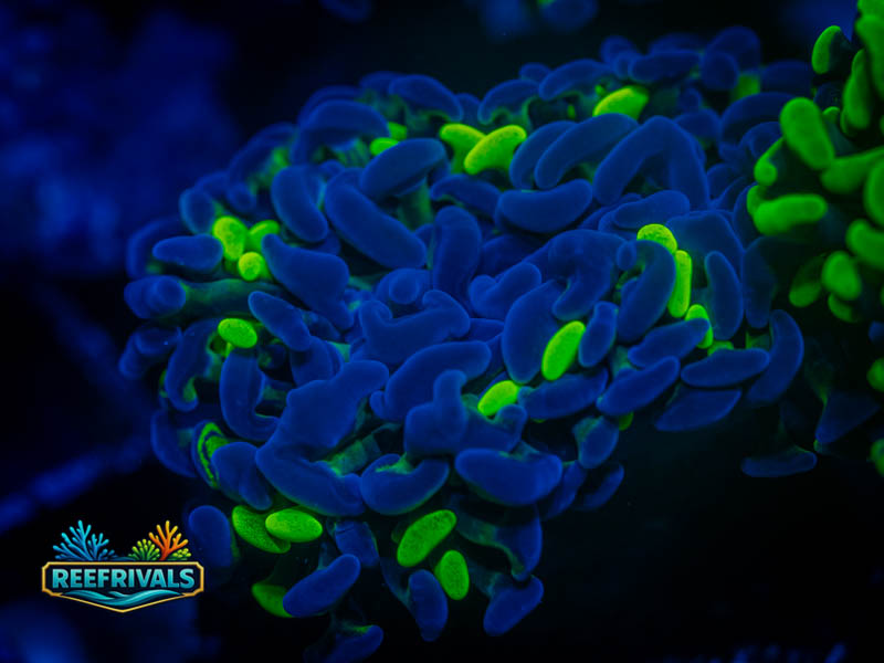 RVL Bioshock Hammer coral image from ReefRivals, listed as Fimbriaphyllia ancora and Hammers