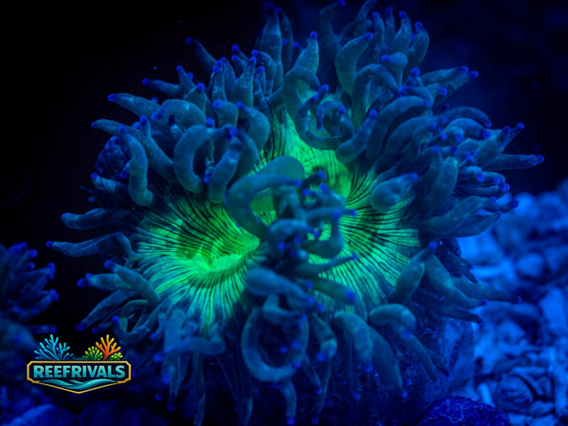 RVL Green Furnace Elegance coral image from ReefRivals, listed as Catalaphyllia jardinei and LPS Fleshy