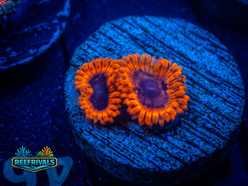 OC Lunar Eclipse Zoa coral image from ReefRivals, listed as Zoanthus sp. and Zoas