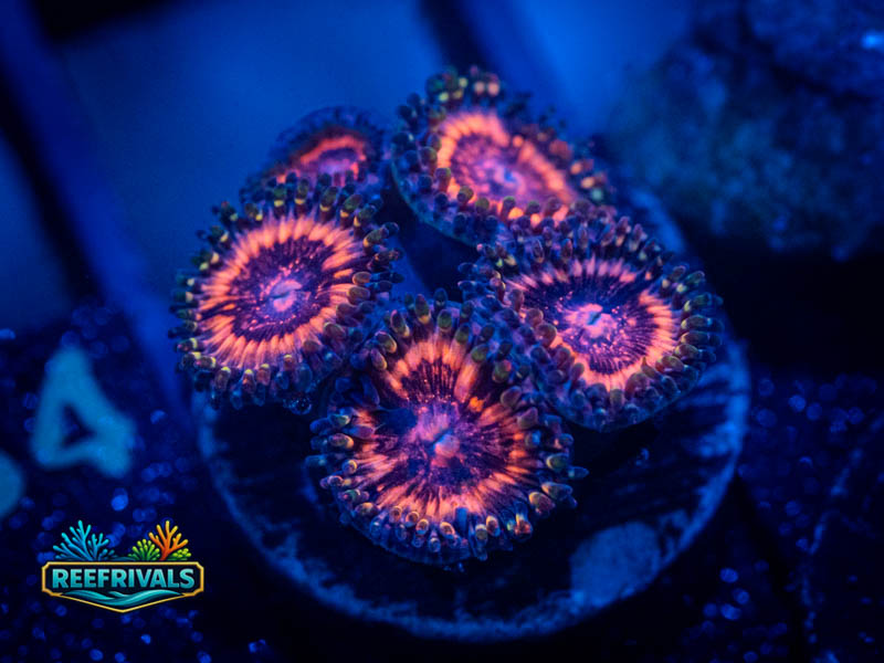 ECC Pink Zipper Zoa coral image from ReefRivals, listed as Zoanthus sp. and Zoas