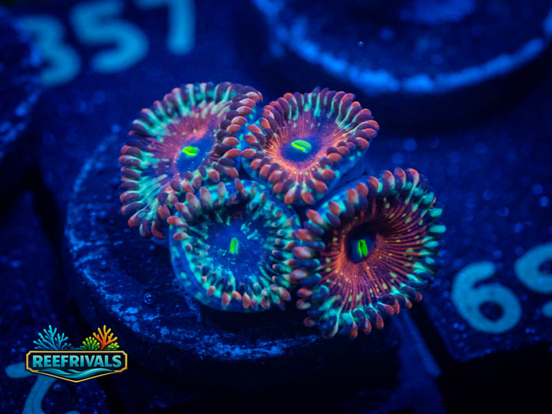 ECC White Zombie Zoa coral image from ReefRivals, listed as Zoanthus sp. and Zoas
