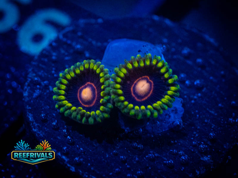 CB King Jawbreakers Zoa coral image from ReefRivals, listed as Zoanthus sp. and Zoas