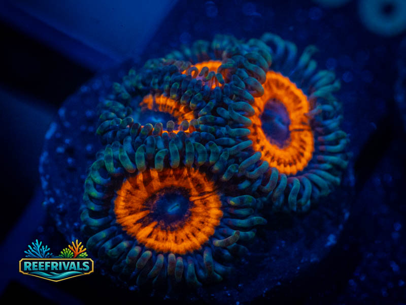 ECC Orange Oxides Zoa coral image from ReefRivals, listed as Zoanthus sp. and Zoas