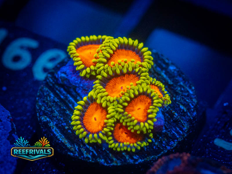 ECC Yellow Brick Road Zoa coral image from ReefRivals, listed as Zoanthus sp. and Zoas