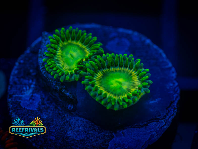 ECC Radioactive Dragon Eyes coral image from ReefRivals, listed as Zoanthus sp. and Zoas