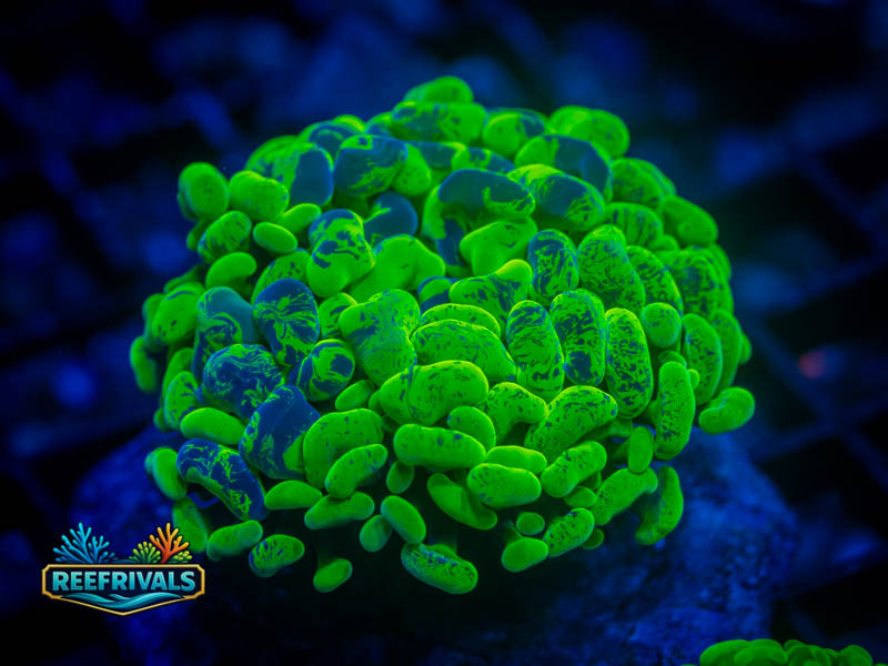 ECC Toxic Splash Hammer coral image from ReefRivals, listed as Zoanthus sp. and Zoas