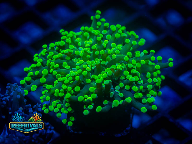 RVL Toxic Gonzo PK Frogspawn coral image from ReefRivals, listed as Fimbriaphyllia divisa and Frogspawn