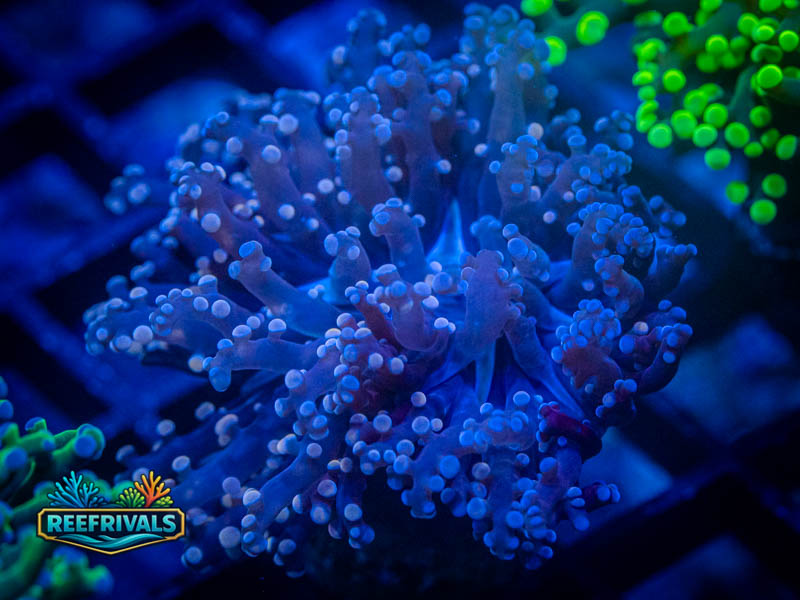 RVL Darth Vader Frogspawn coral image from ReefRivals, listed as Fimbriaphyllia divisa and Frogspawn