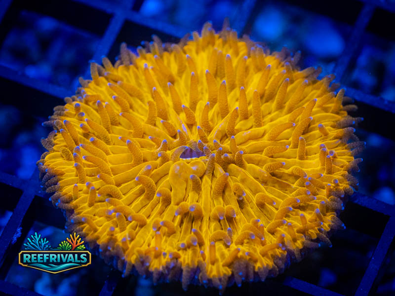 RVL Corrupted Plate Fungia coral image from ReefRivals, listed as Fungia sp. and LPS Fleshy