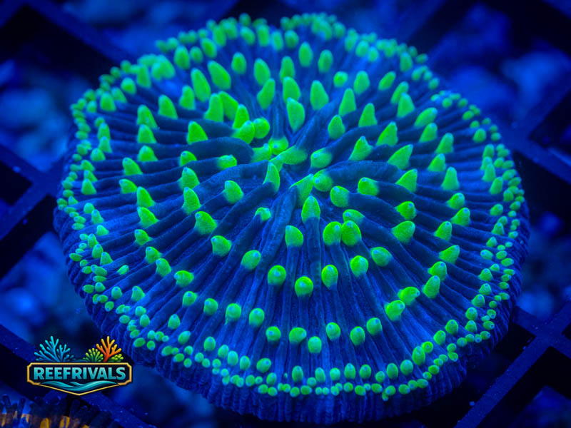 RVL Galactic Aegis Fungia coral image from ReefRivals, listed as Fungia sp. and LPS Fleshy