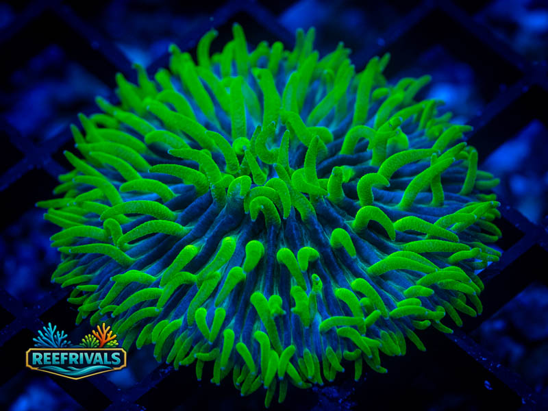 RVL Wicked Pickle Fungia coral image from ReefRivals, listed as Fungia sp. and LPS Fleshy