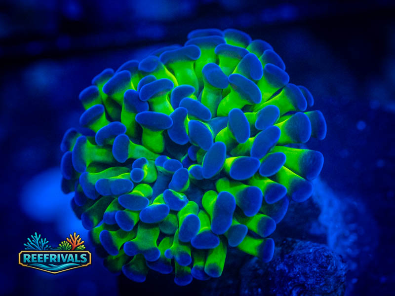 RVL Holy Grail Hammer coral image from ReefRivals, listed as Fimbriaphyllia ancora and Hammers