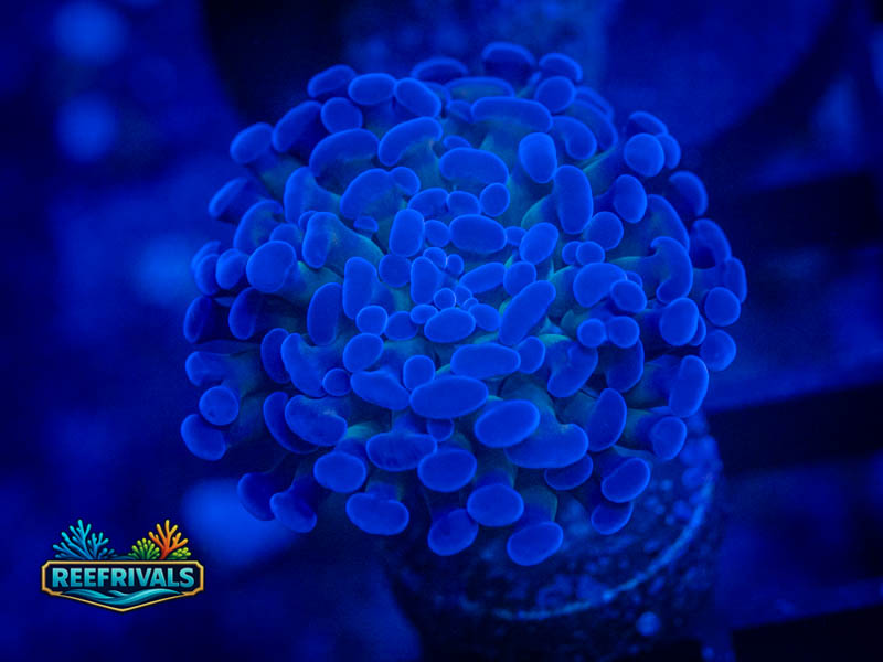ECC Blue Gusher Hammer coral image from ReefRivals, listed as Fimbriaphyllia ancora and Hammers