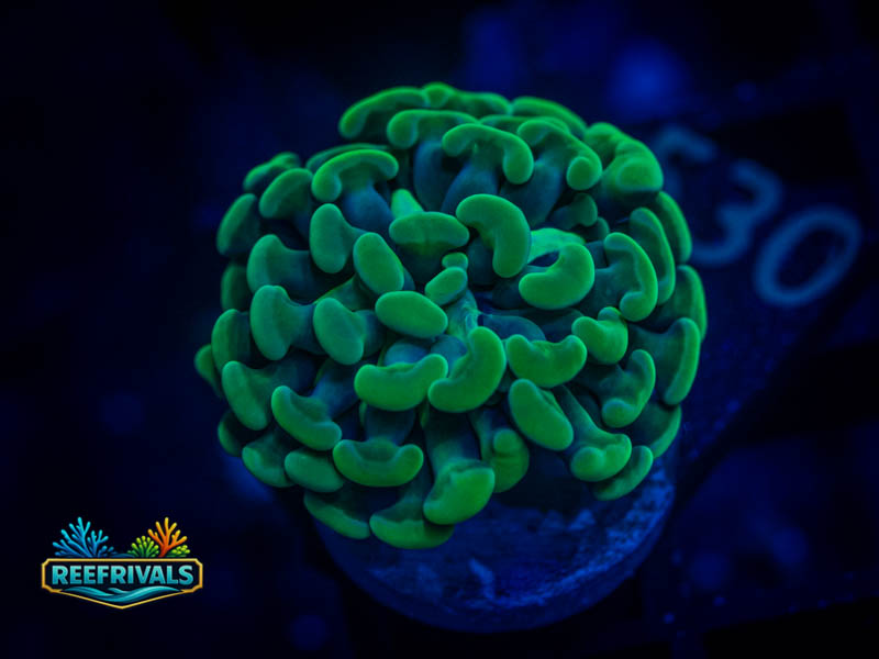 RVL Green Hammer coral image from ReefRivals, listed as Fimbriaphyllia ancora and Hammers