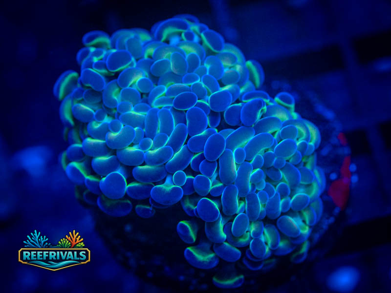 ECC Hologram Hammer (Two Heads) coral image from ReefRivals, listed as Fimbriaphyllia ancora and Hammers