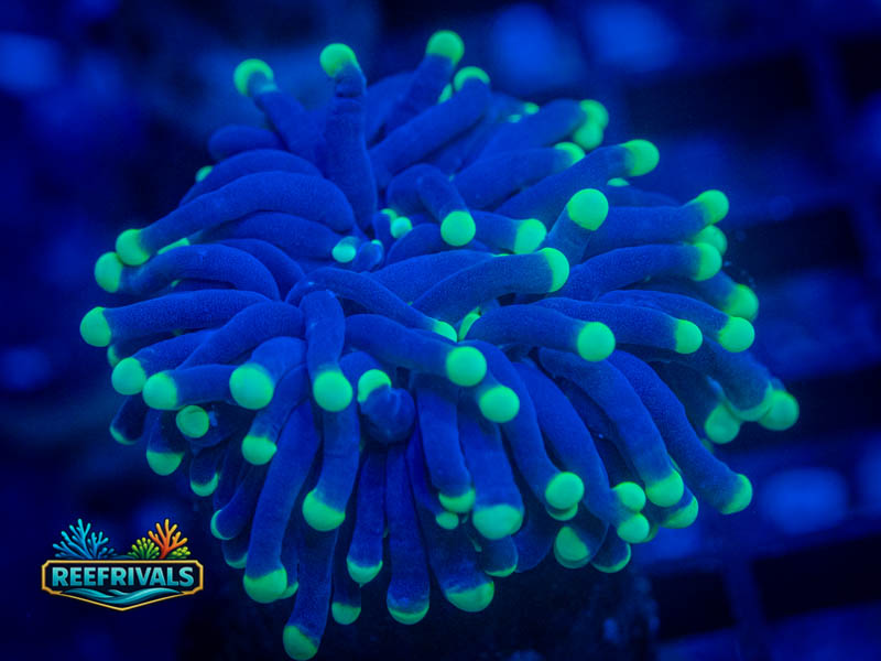 RVL Firefly Torch coral image from ReefRivals, listed as Euphyllia glabrescens and Torches