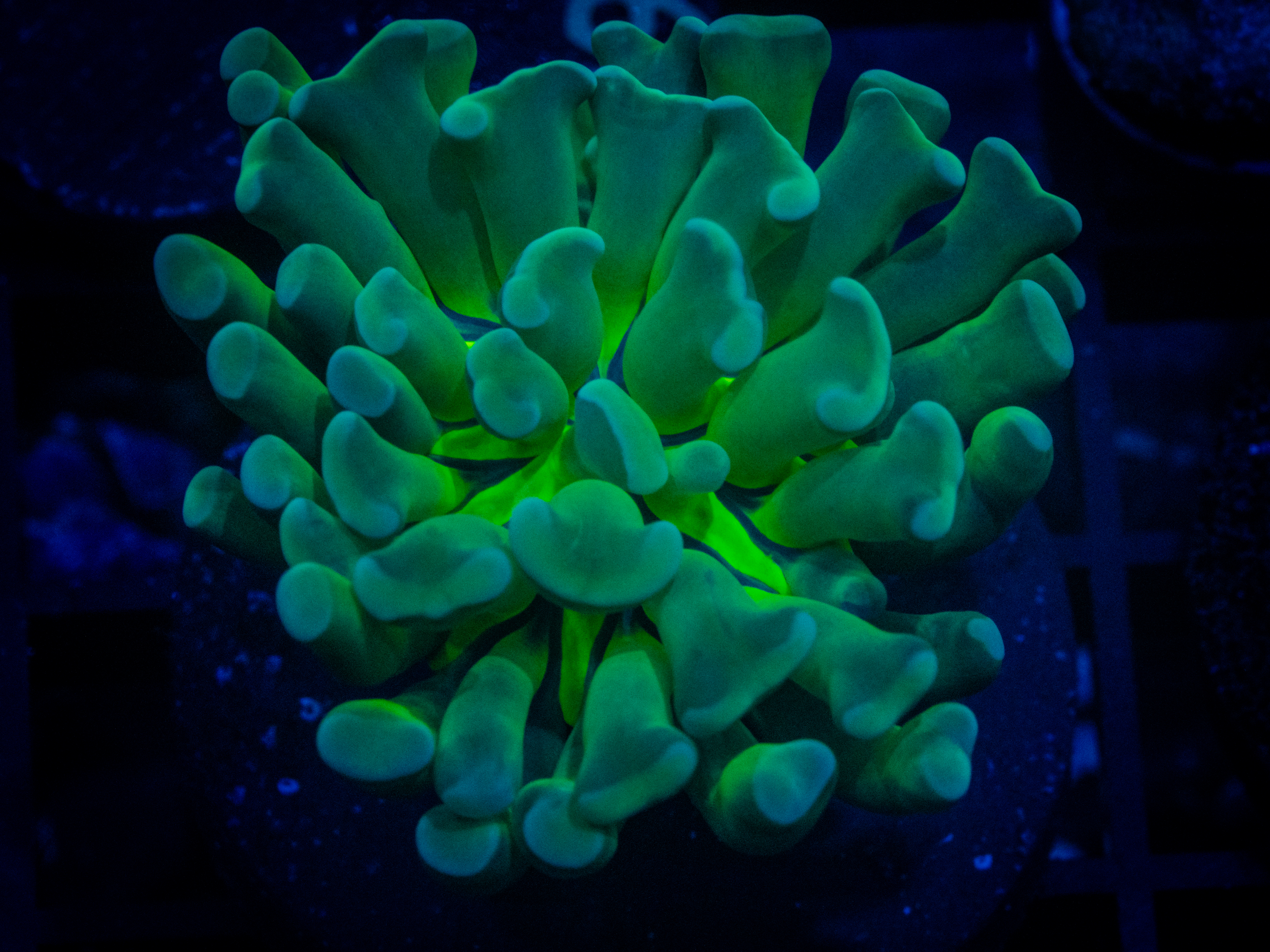 RVL Green Light Hammer coral image from ReefRivals, listed as Fimbriaphyllia ancora and Hammers