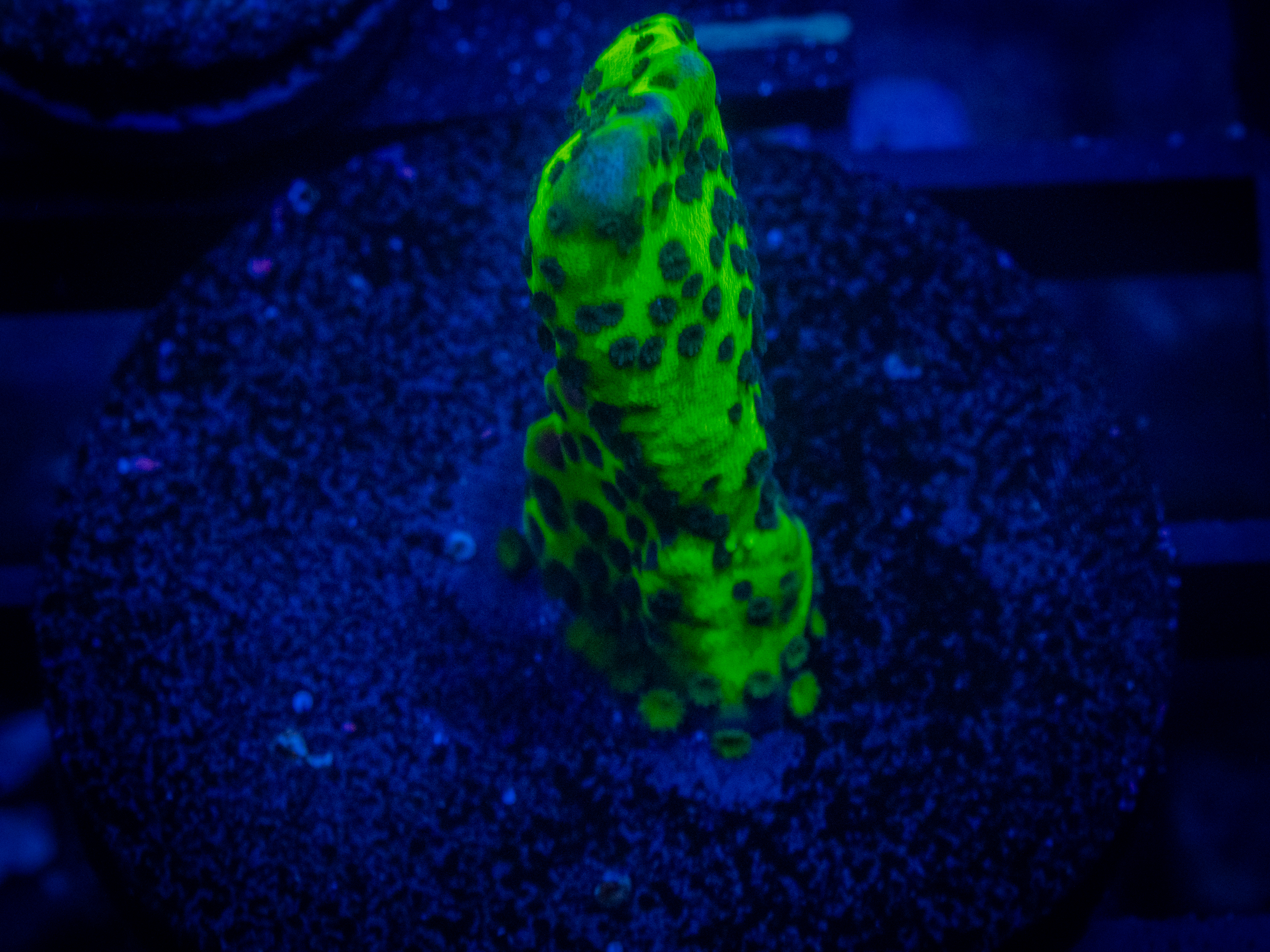 TSA ORA Green Spongodes Monti coral image from ReefRivals, listed as Montipora sp. and Montis