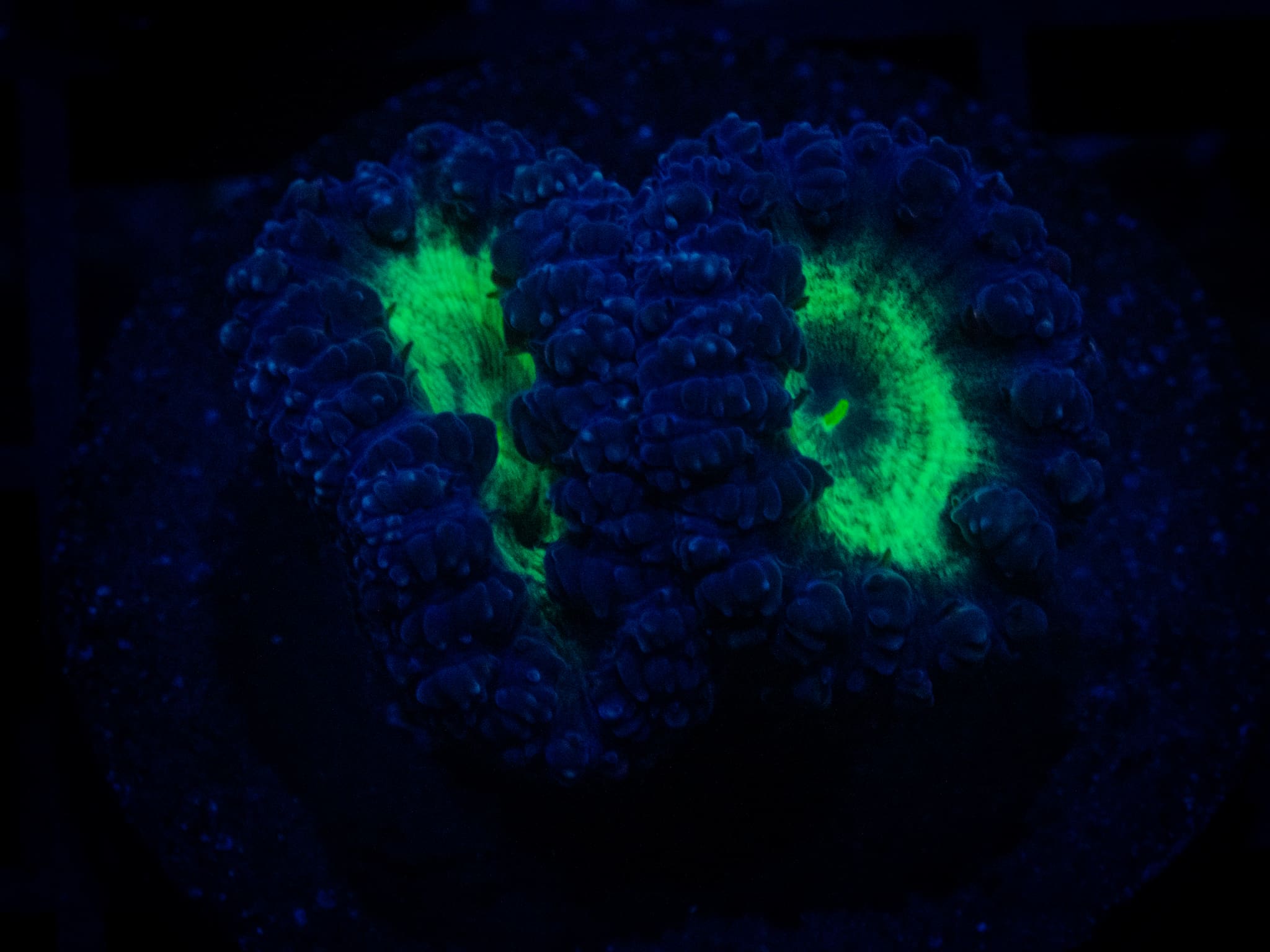 TSA Suckerberry Blasto coral image from ReefRivals, listed as Blastomussa sp. and LPS Fleshy