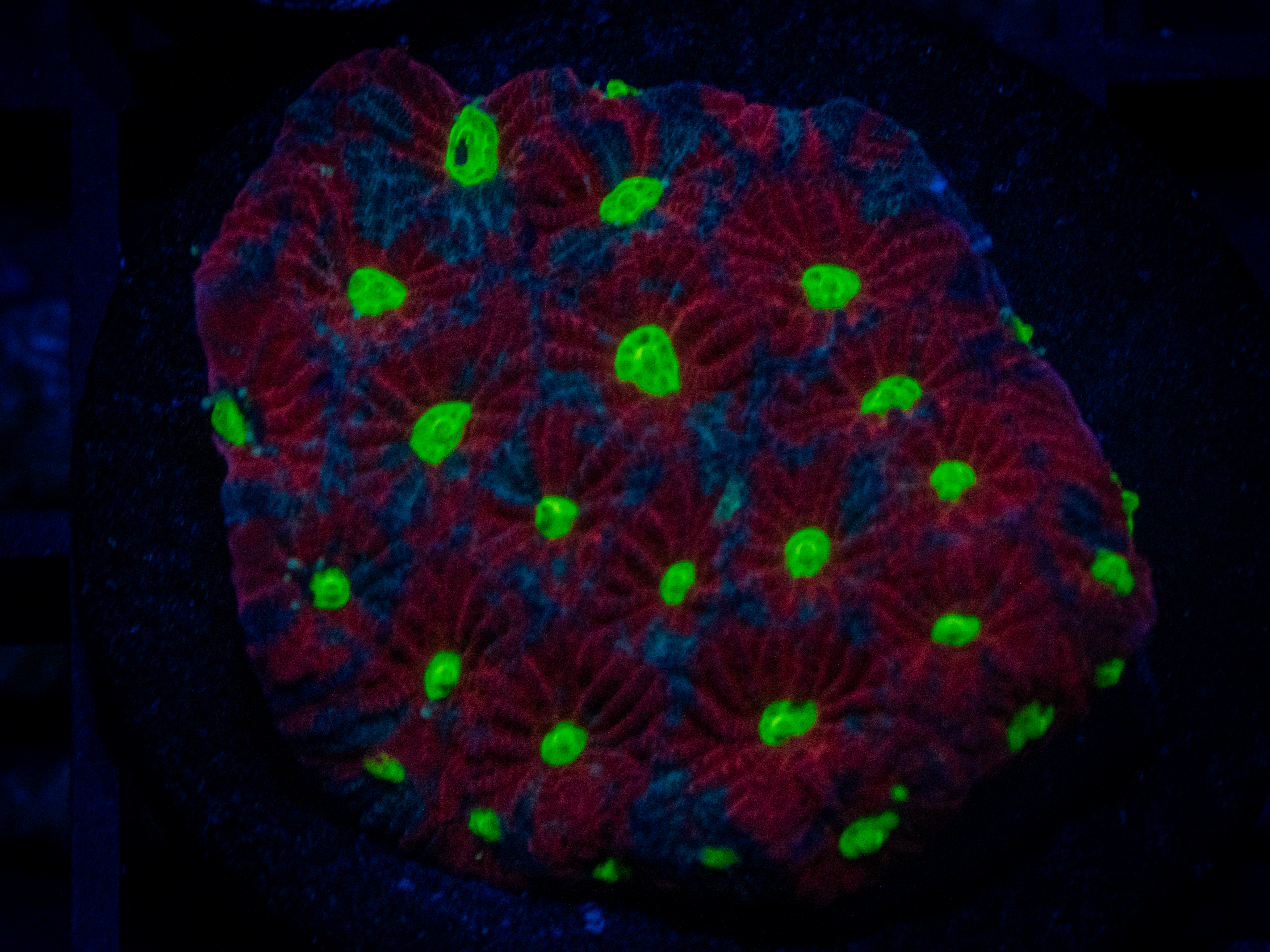 RVL Midnight Favia coral image from ReefRivals, listed as Favites sp. and Favias
