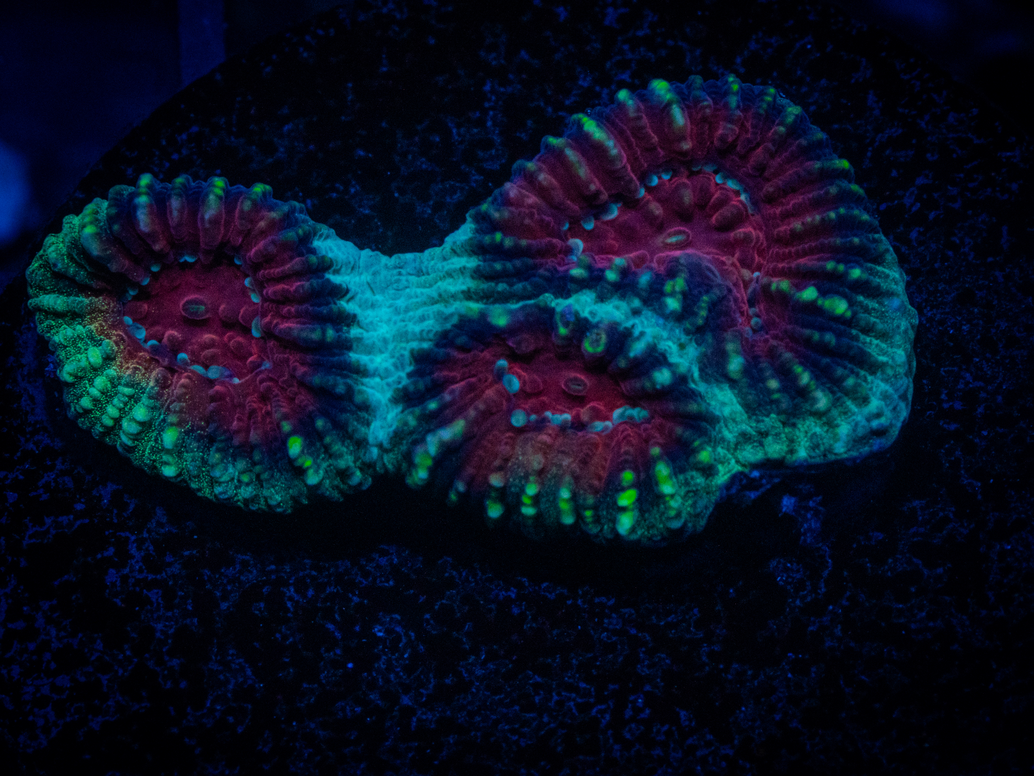 RVL Lunar Favia coral image from ReefRivals, listed as Favia sp. and Favias
