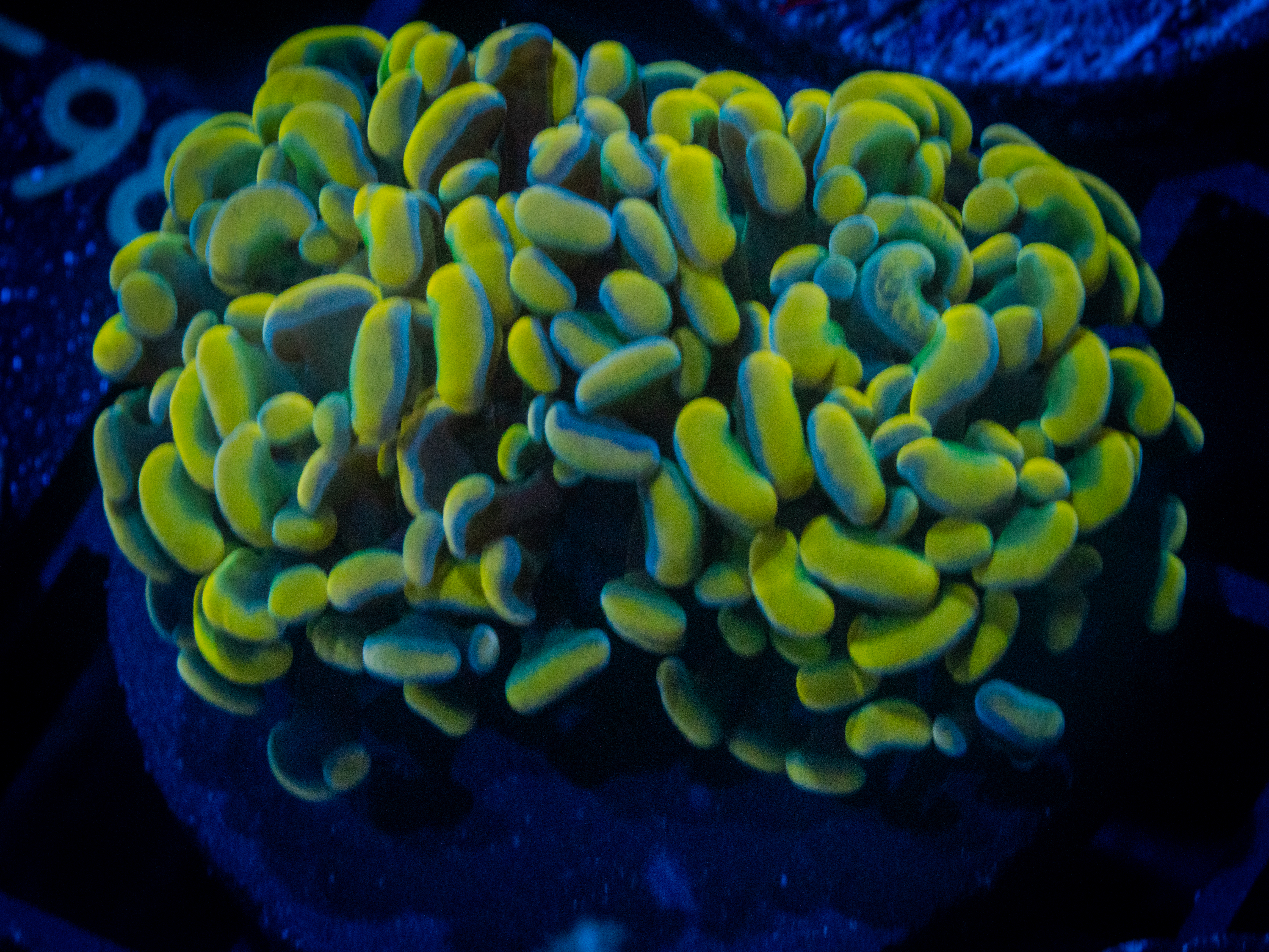 QCC Indo Yellow Hammer coral image from ReefRivals, listed as Fimbriaphyllia ancora and Hammers