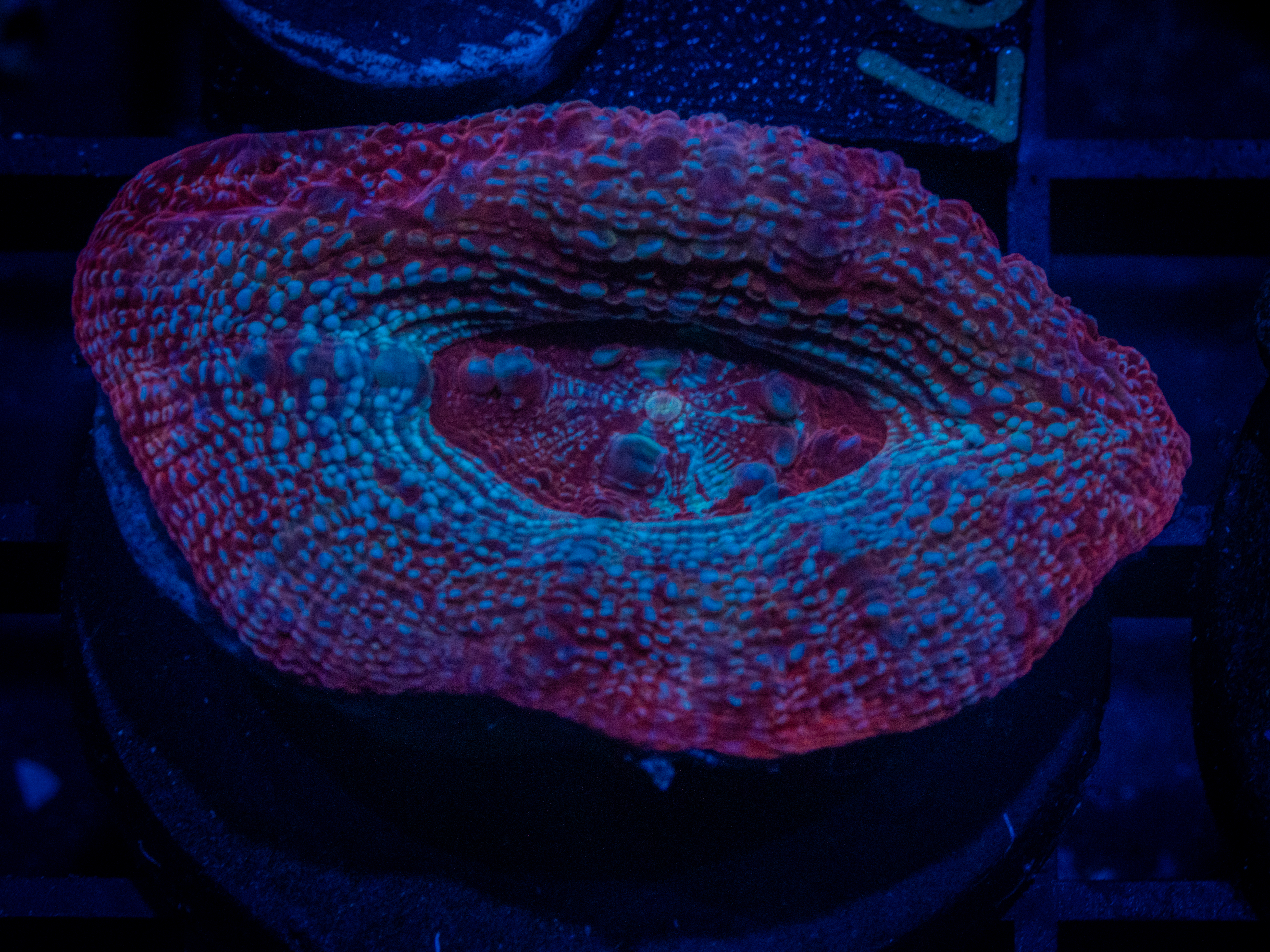 RVL Milky Way Echinata coral image from ReefRivals, listed as Micromussa sp. and Acans