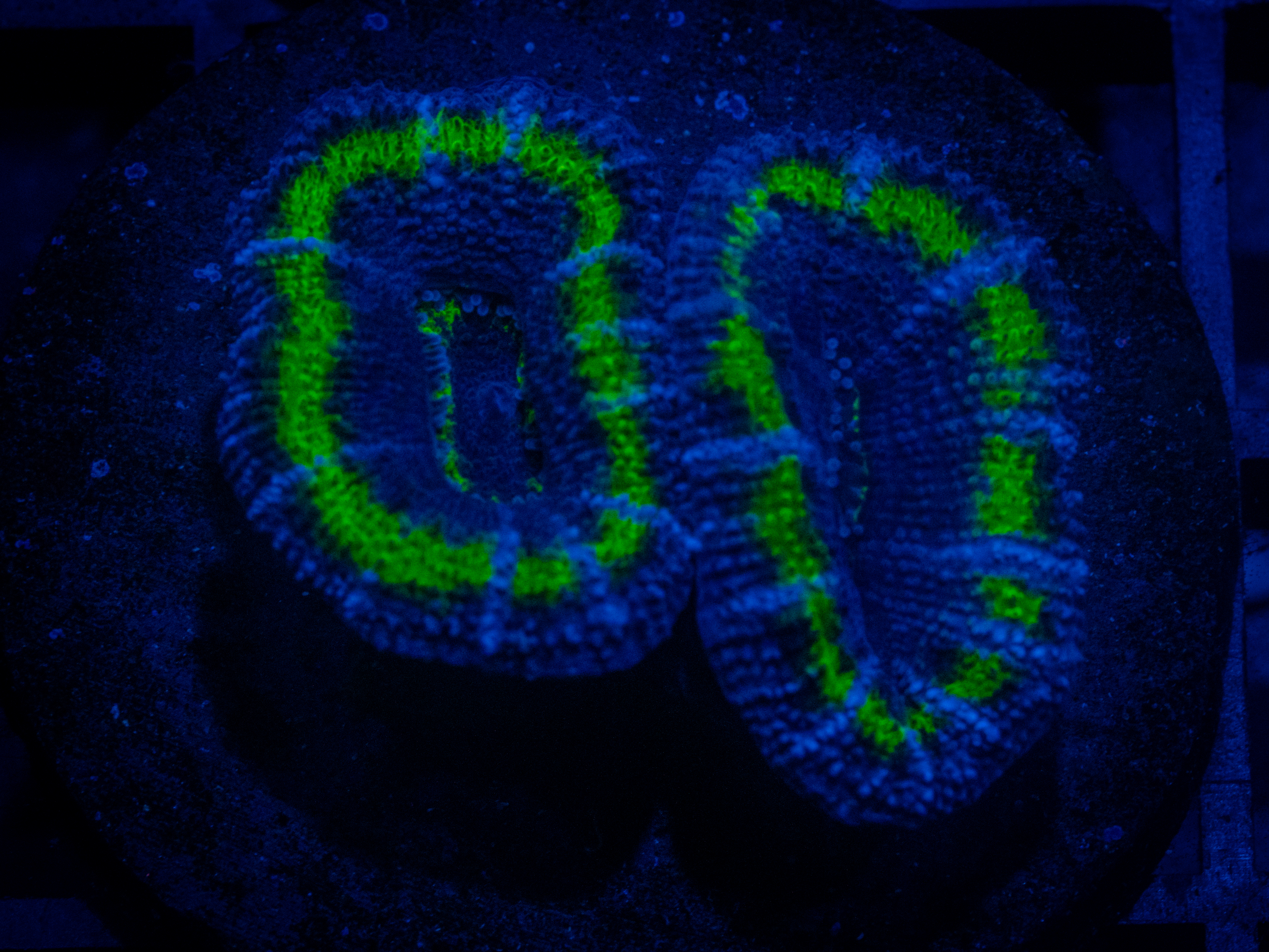 RVL Aqua Acan coral image from ReefRivals, listed as Micromussa sp. and Acans