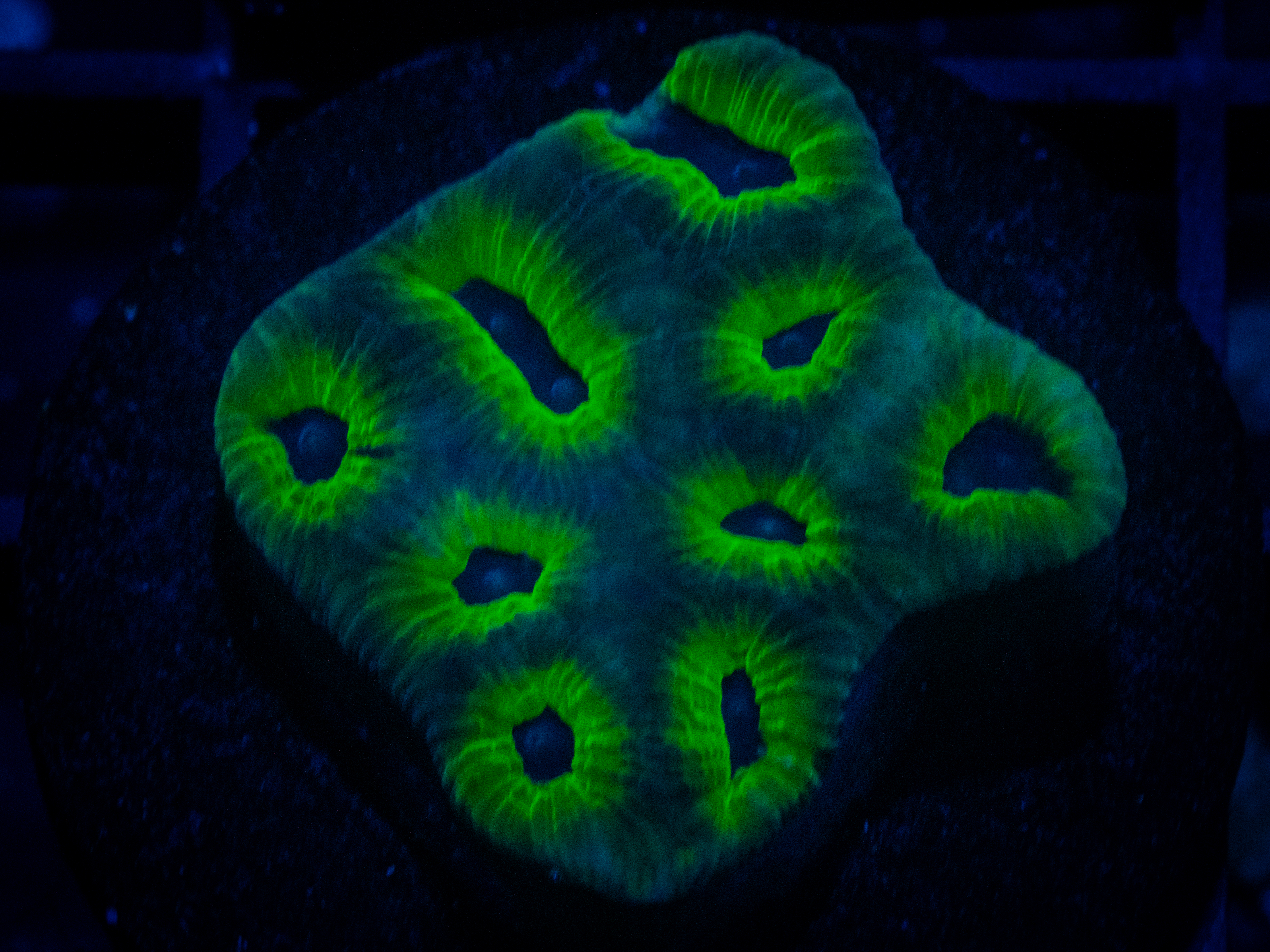 RVL Green Lantern Favia coral image from ReefRivals, listed as Favia sp. and Favias