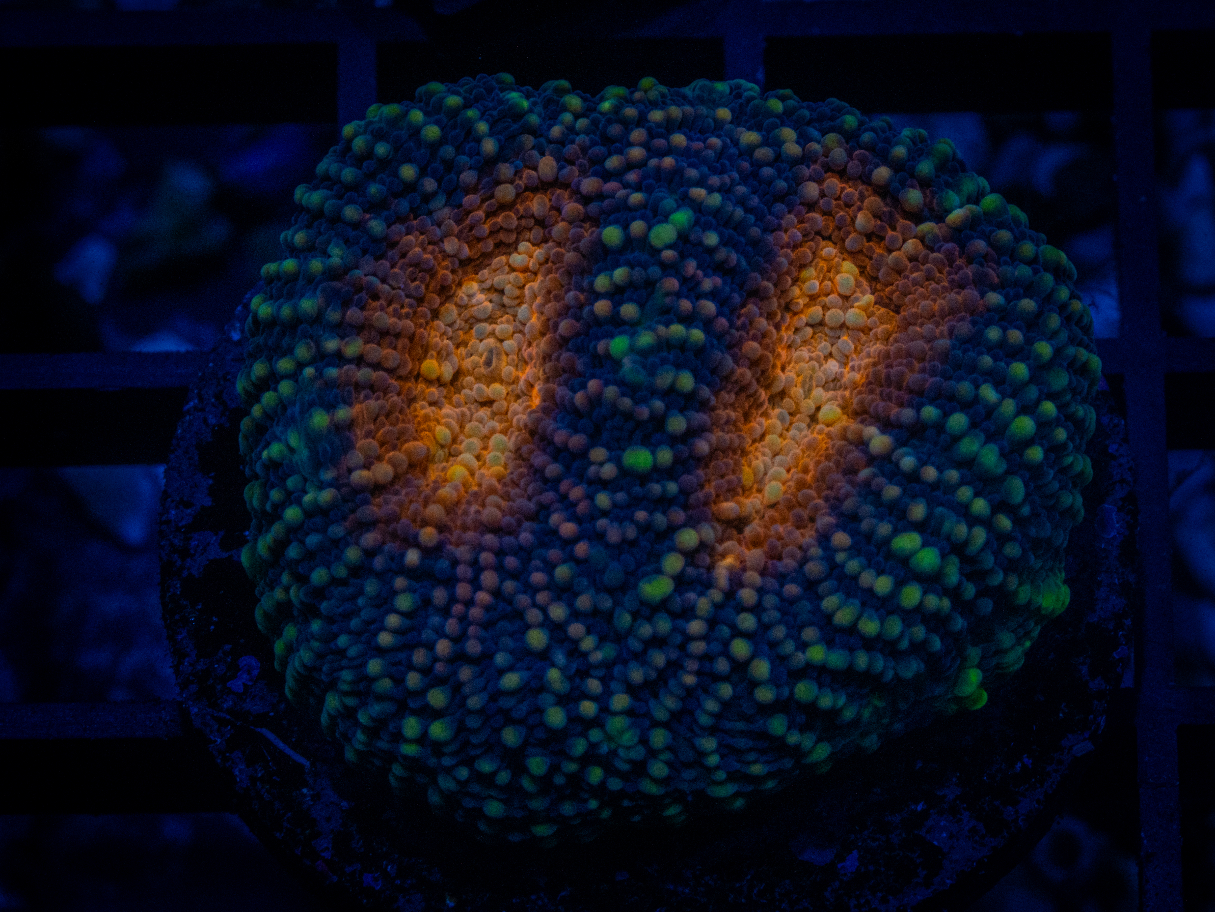RVL Flinstones Acan coral image from ReefRivals, listed as Micromussa sp. and Acans