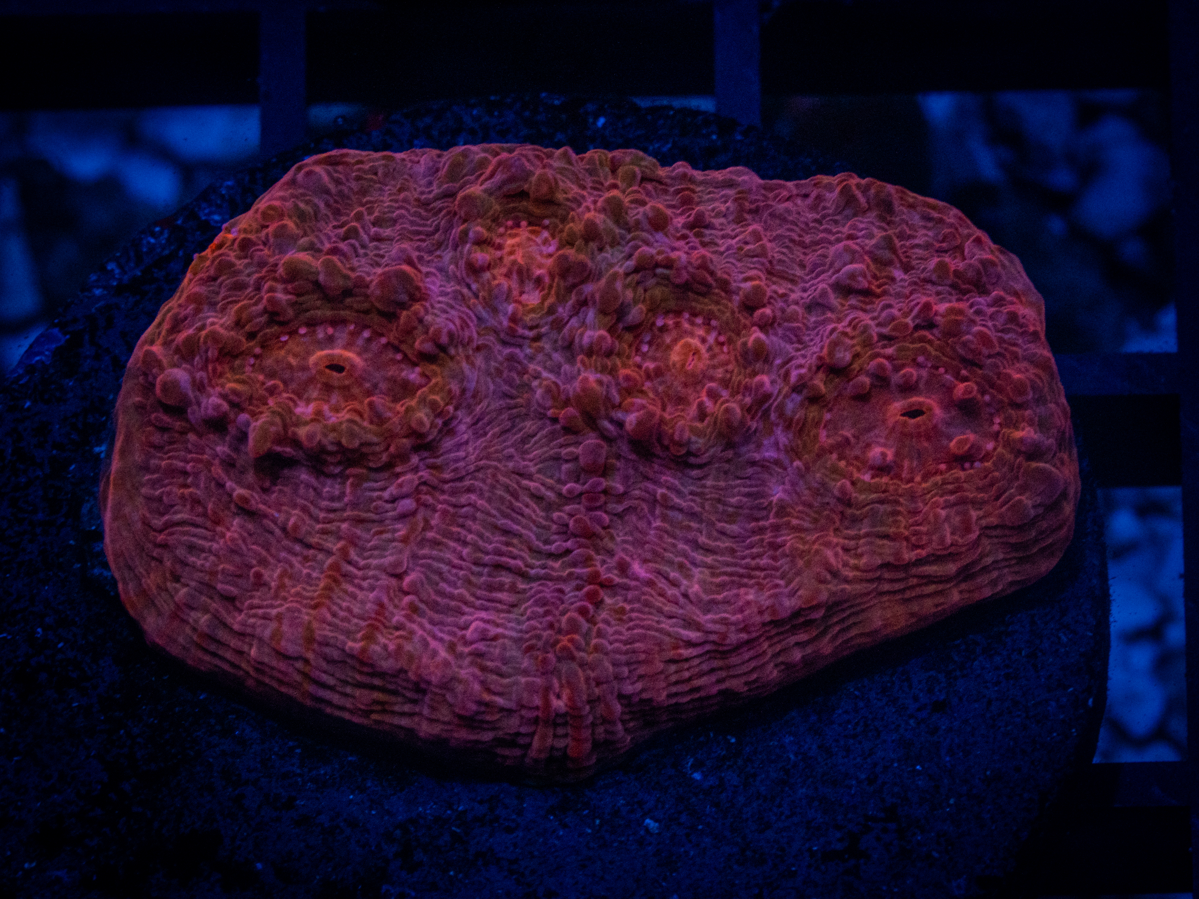OC Ultra Red Chalice coral image from ReefRivals, listed as Echinophyllia sp. and Chalices