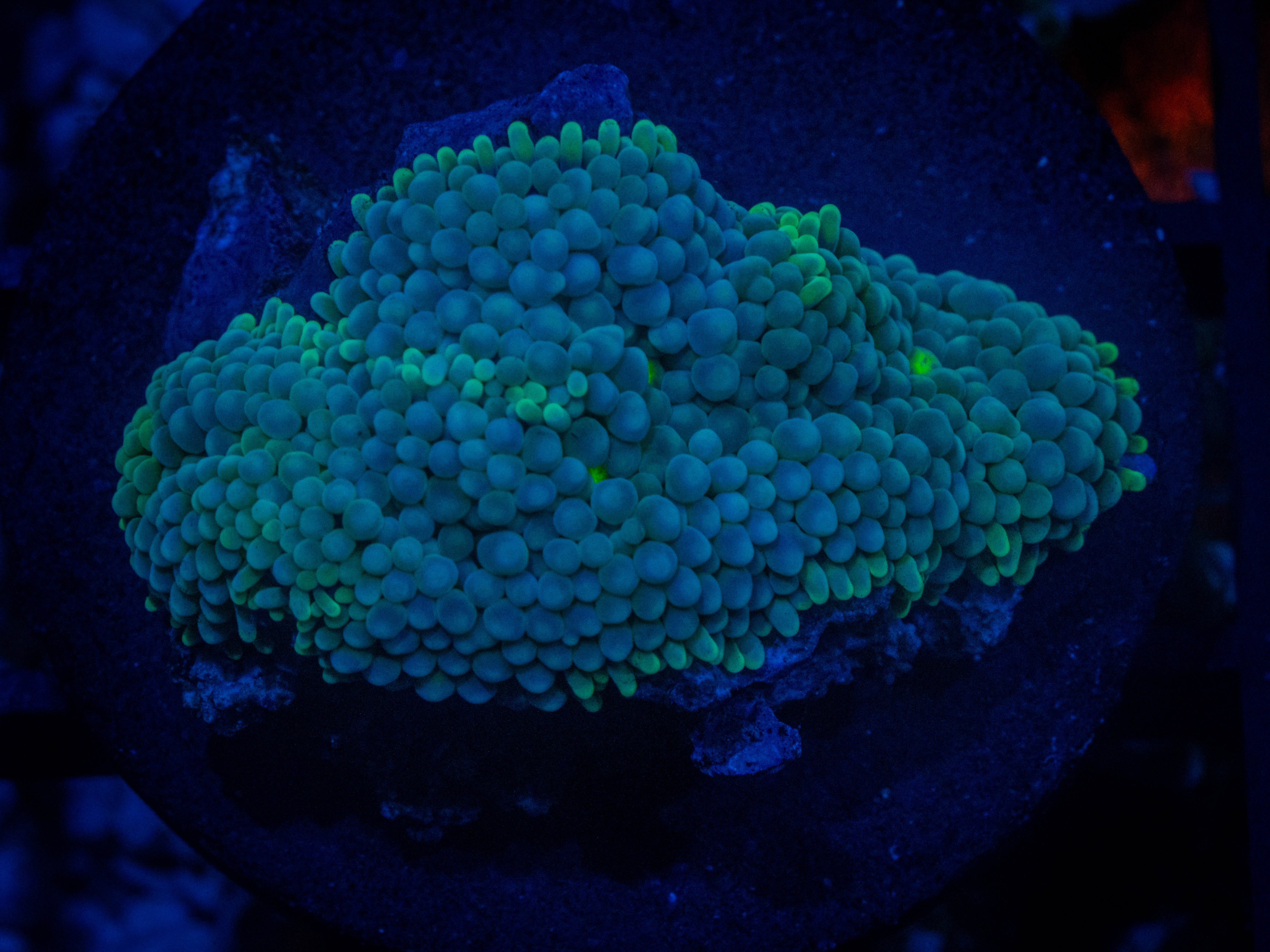 RVL Berry Green Mushroom coral image from ReefRivals, listed as Ricordea florida and Mushrooms