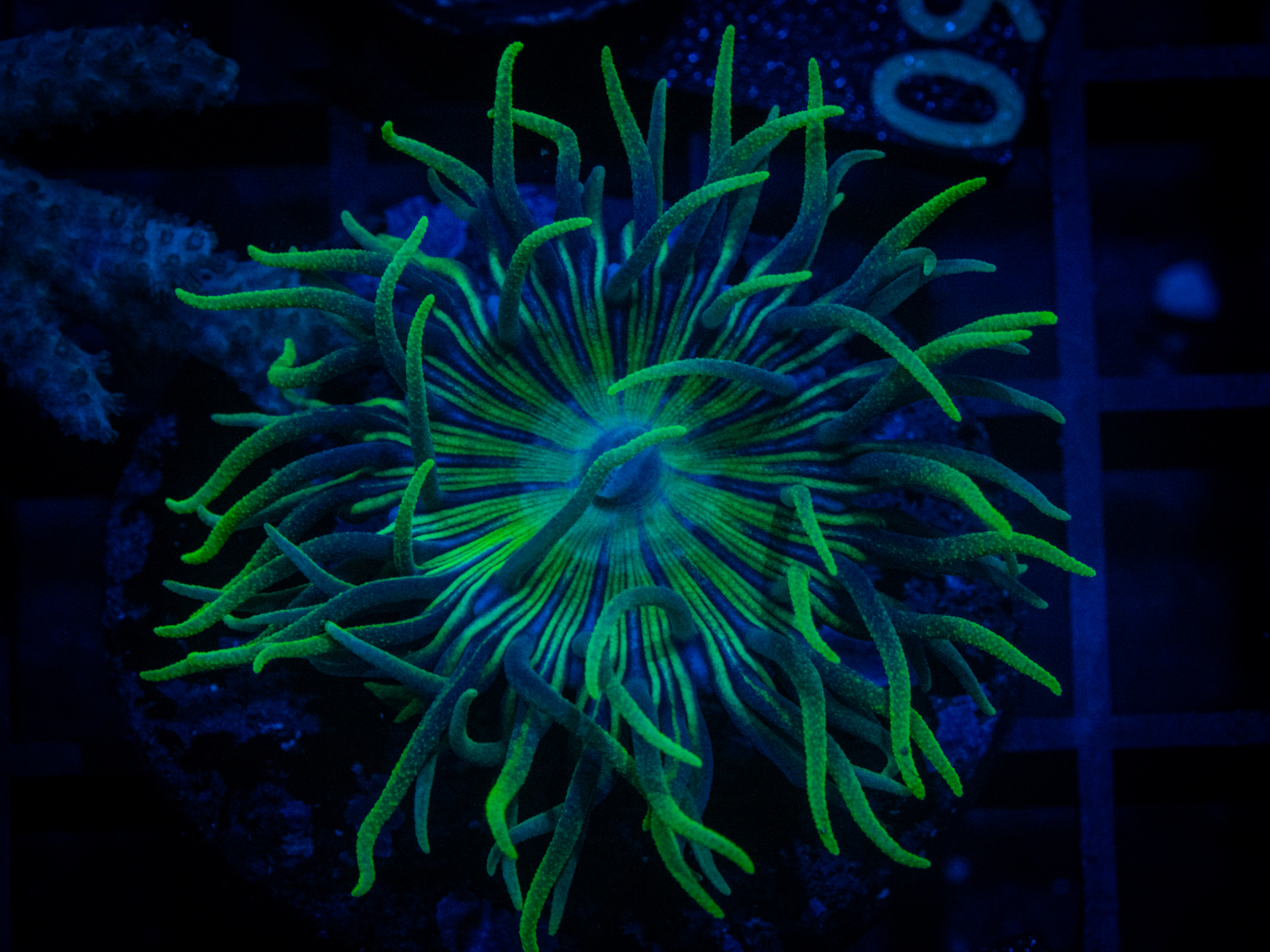 RVL Spirit Duncan coral image from ReefRivals, listed as Duncanopsammia axifuga and Duncans