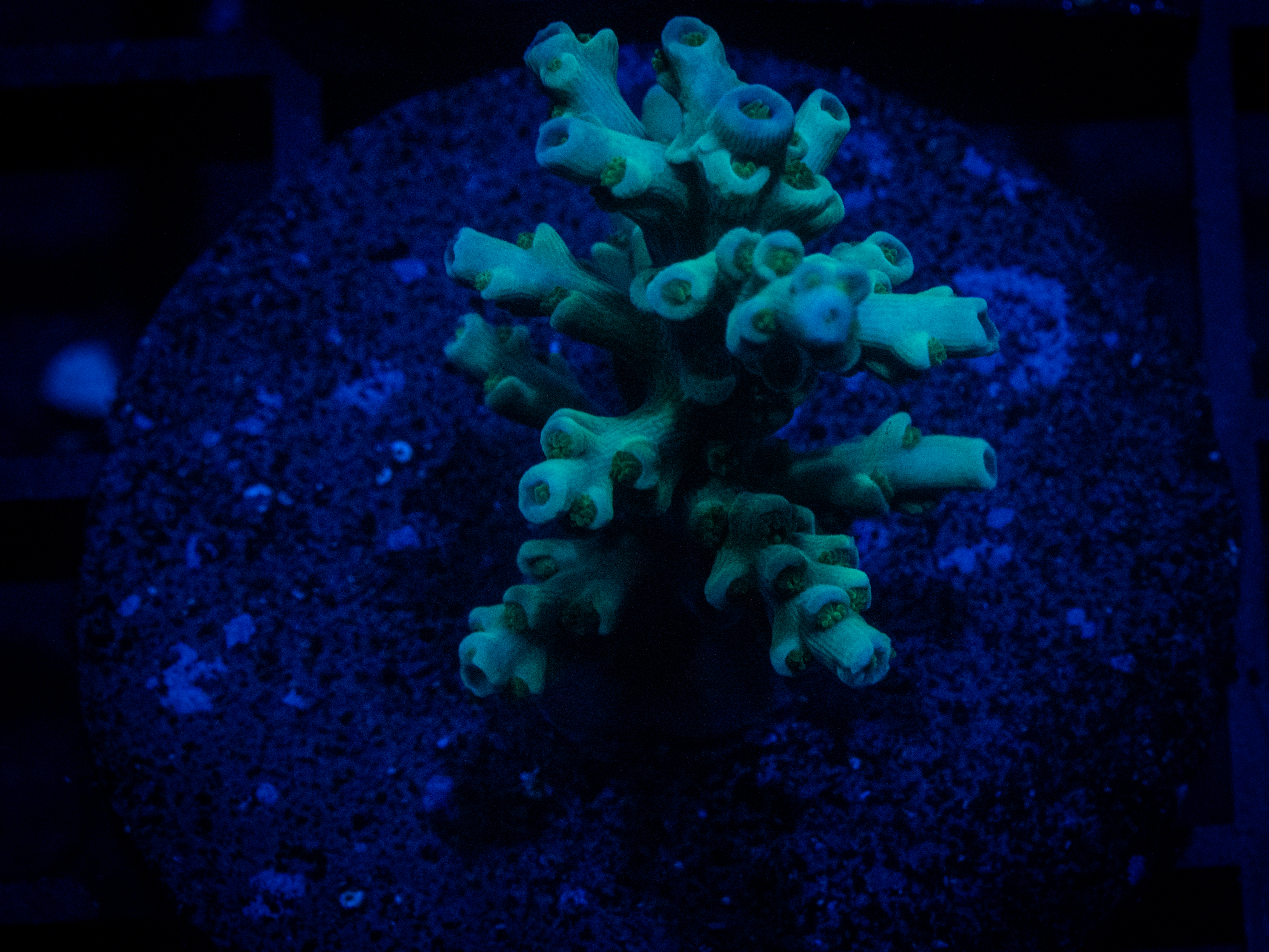 CA Forest Green Acro coral image from ReefRivals, listed as Acropora sp. and Acros