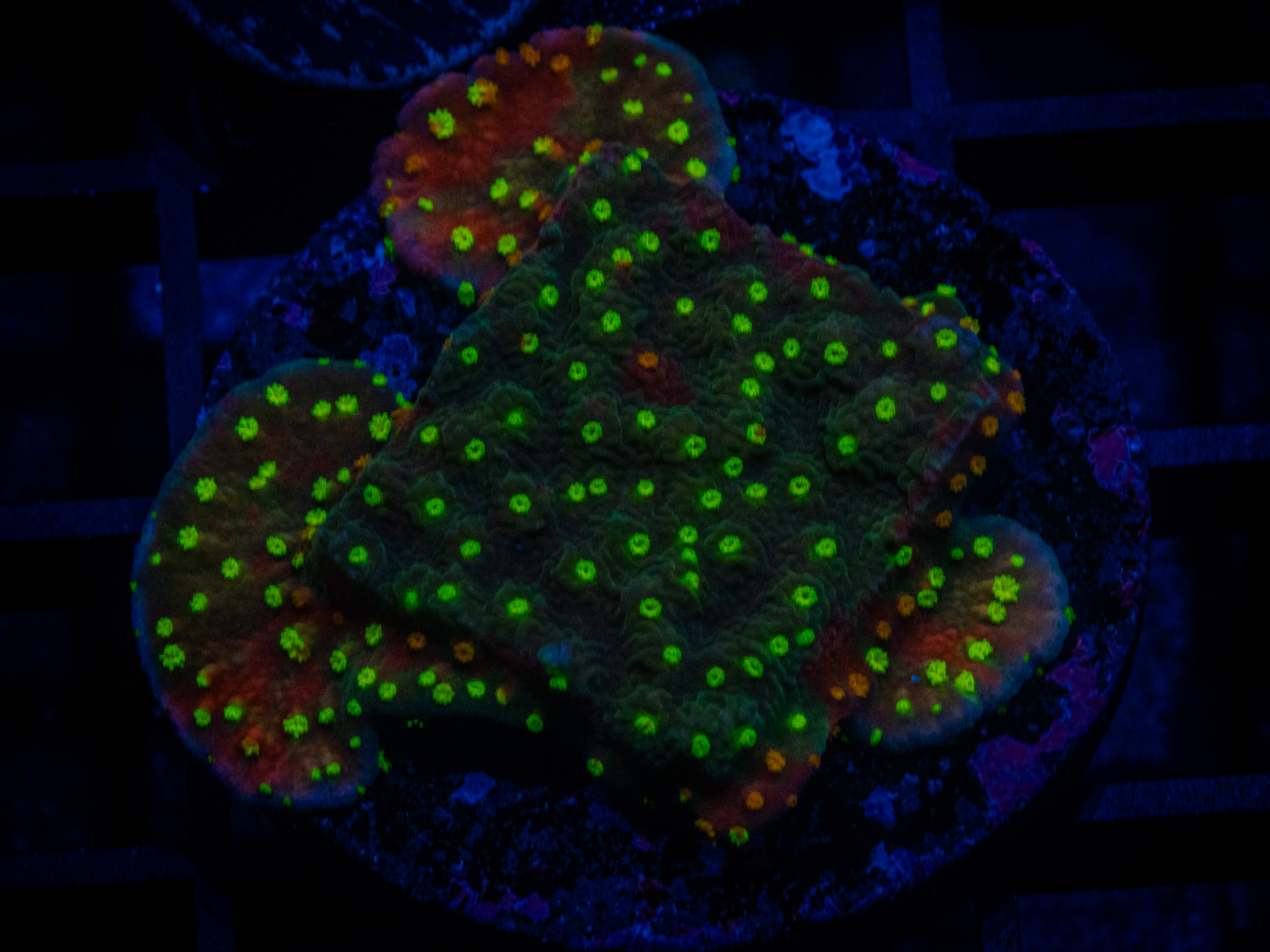 TG Grafted Monti coral image from ReefRivals, listed as Montipora sp. and Montis