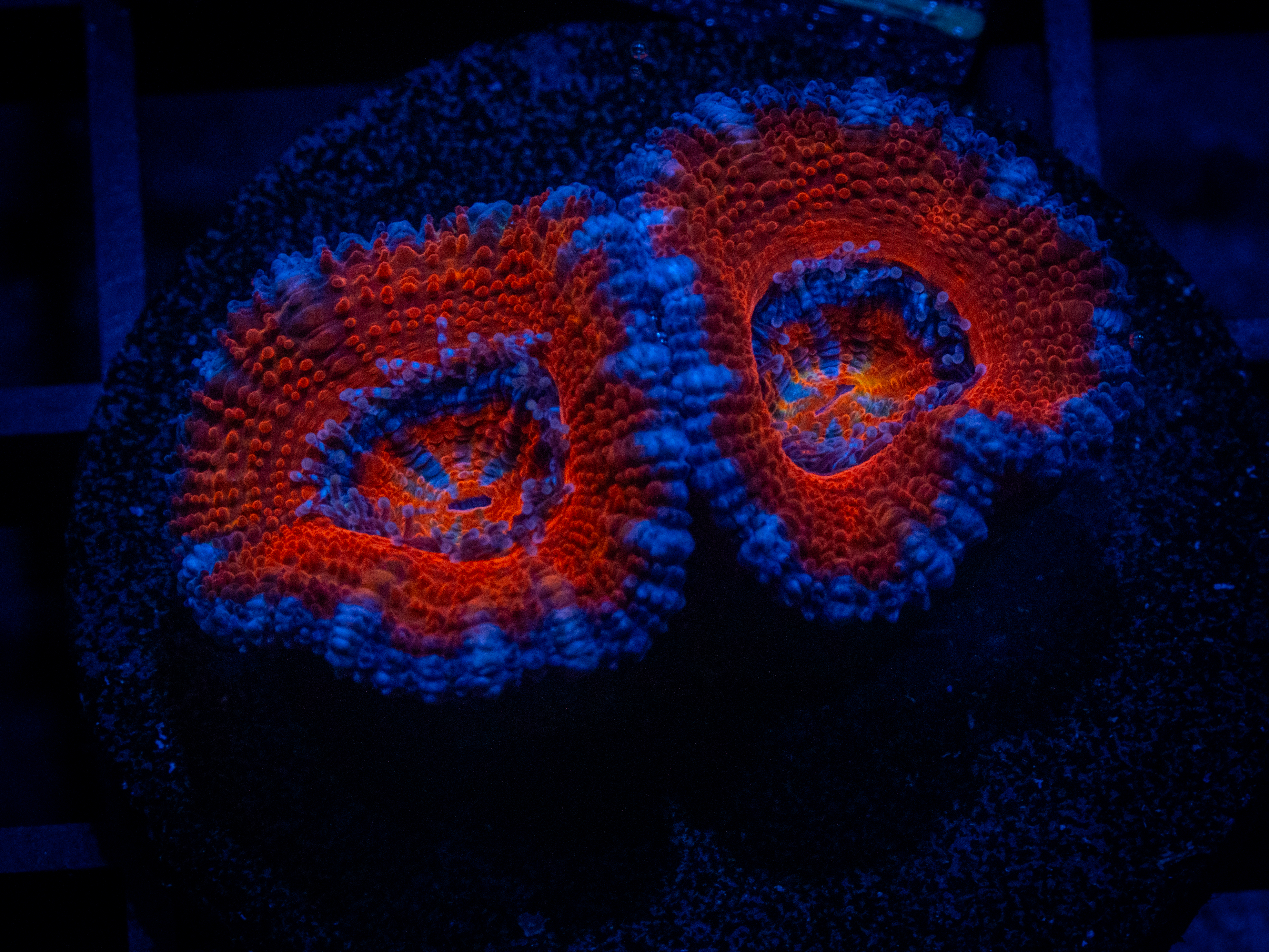 RVL Fire and Ice Acan coral image from ReefRivals, listed as Micromussa sp. and Acans
