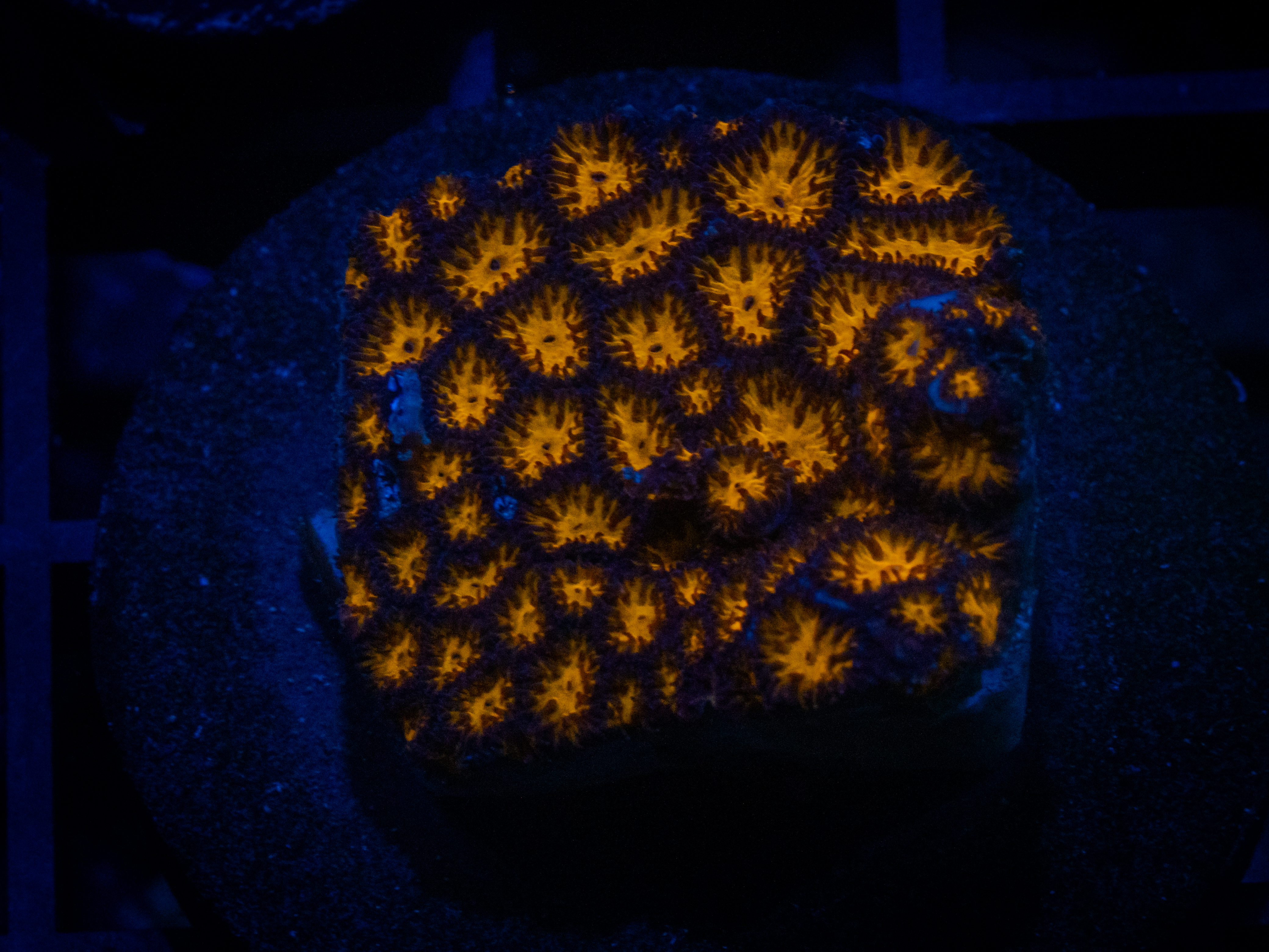 RVL Spitfire Leptastrea coral image from ReefRivals, listed as Leptastrea sp. and Encrusting
