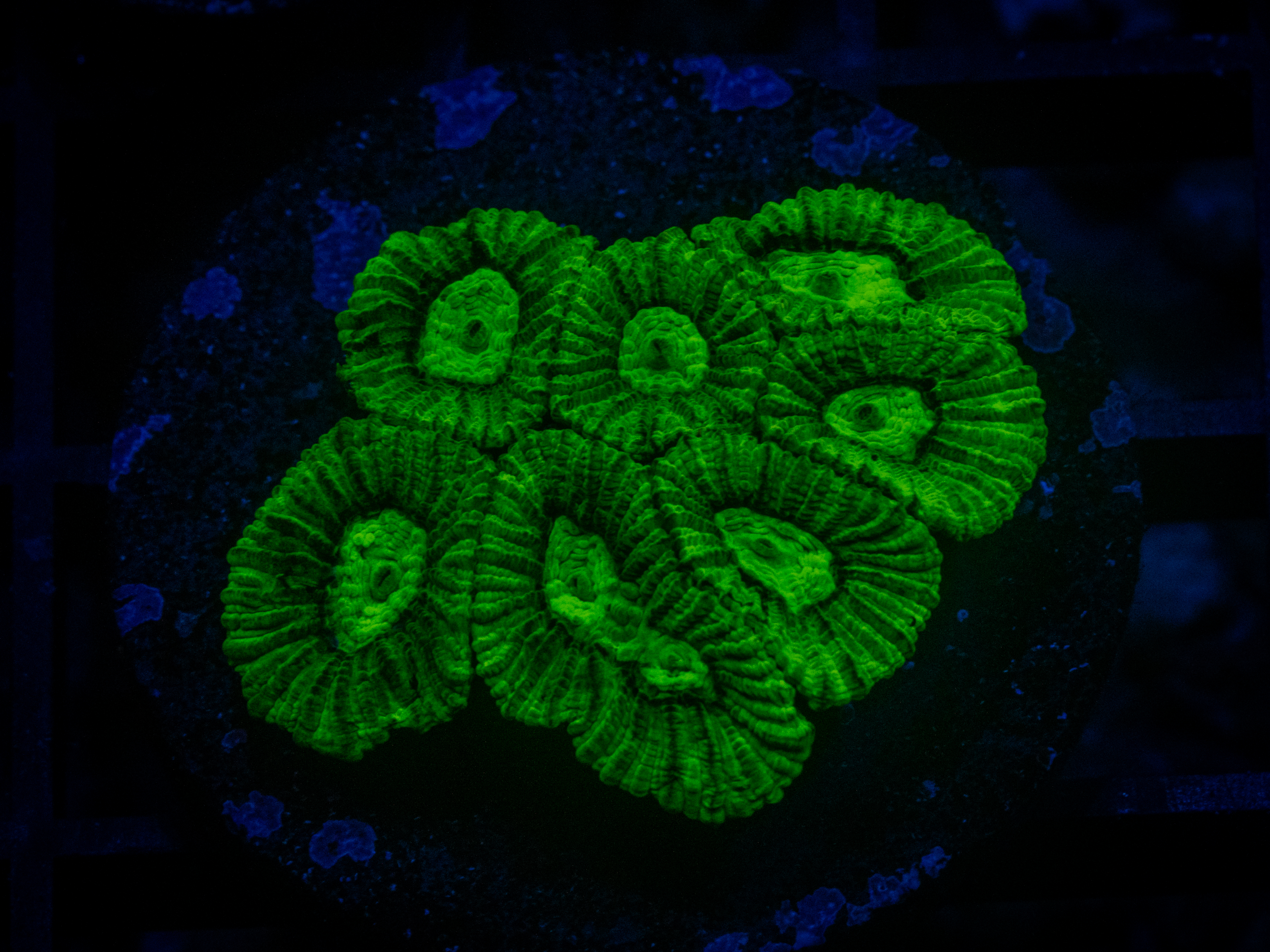 RVL Ultra Green Favia coral image from ReefRivals, listed as Favia sp. and Favias