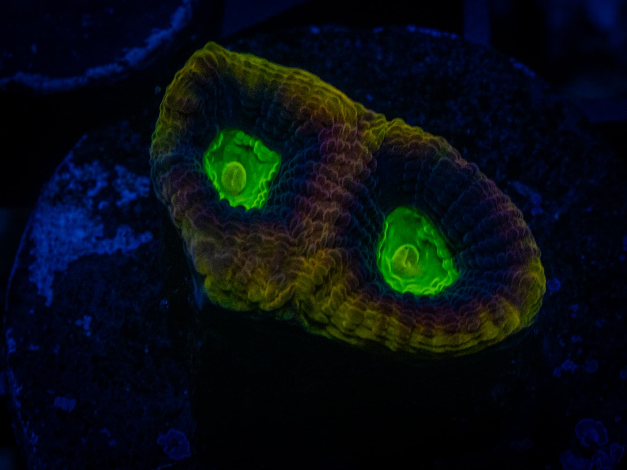 RVL Toxic Waste Favia WYSIWYG coral image | ReefRivals RVL Toxic Waste Favia coral image from ReefRivals, listed as Favia sp. and Favias