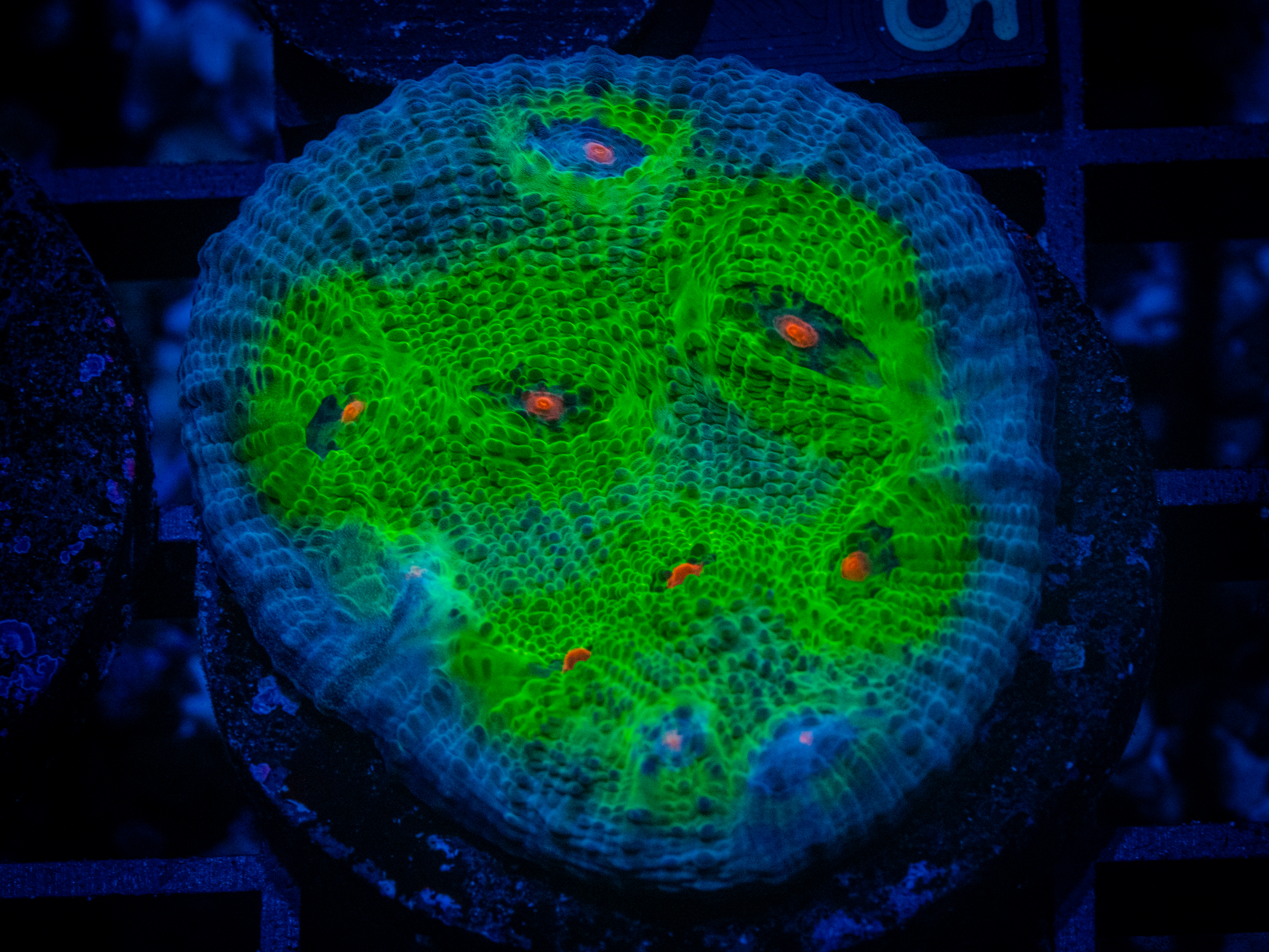 TG The Ridler Chalice coral image from ReefRivals, listed as Echinophyllia sp. and Chalices
