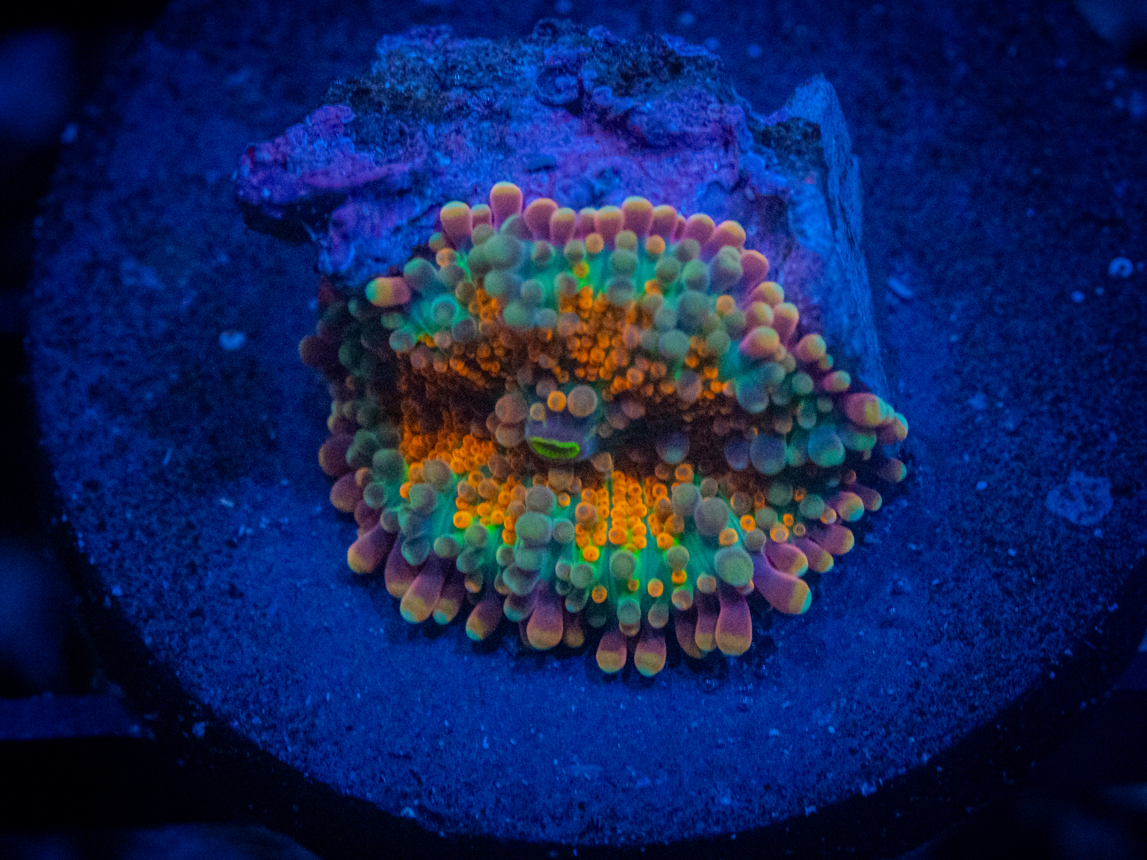 RVL Rainbow Sunrise Yuma Mushroom coral image from ReefRivals, listed as Ricordea yuma and Mushrooms