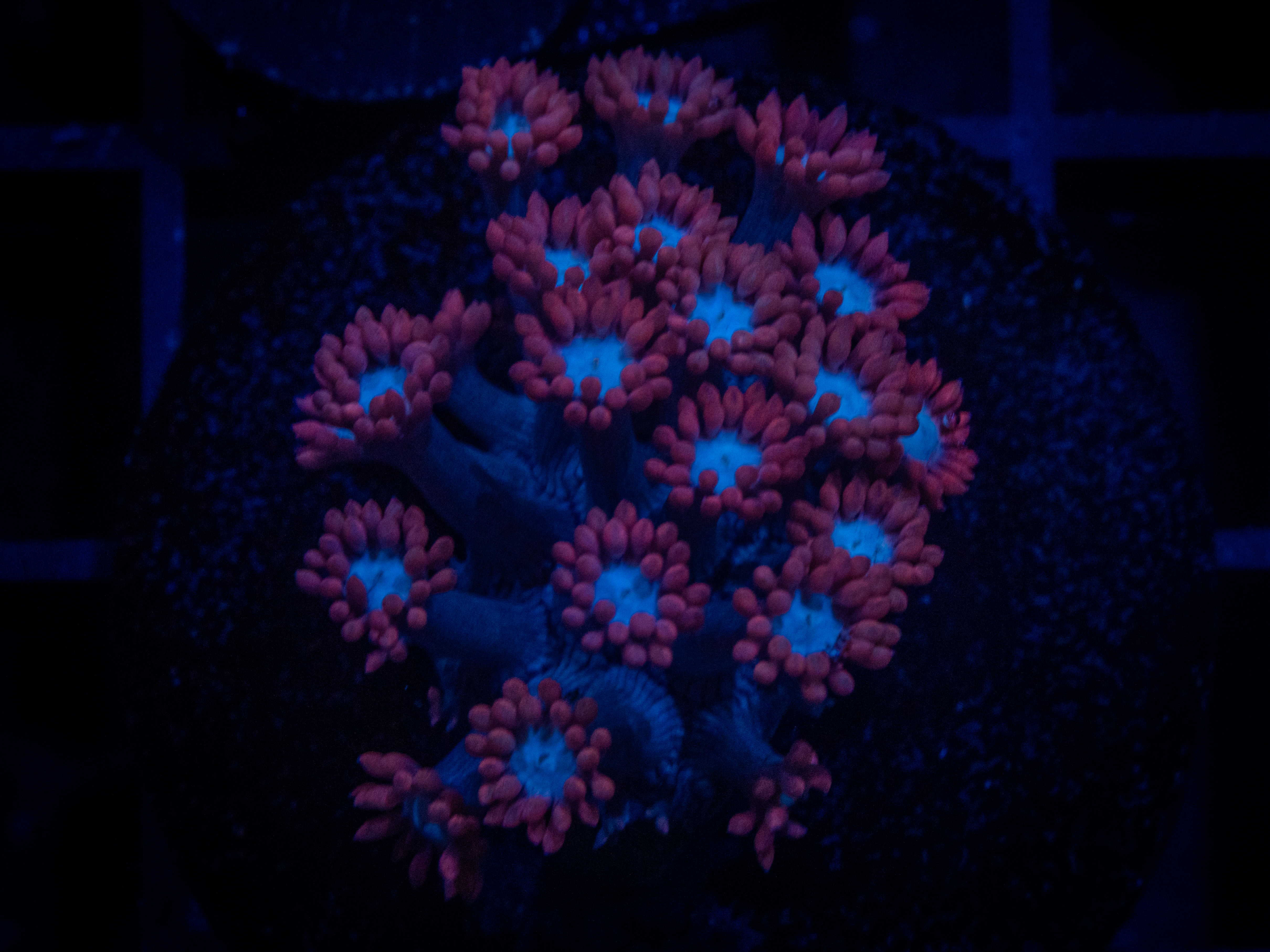 TSA Alice in Wonderland Goni coral image from ReefRivals, listed as Goniopora sp. and Gonis