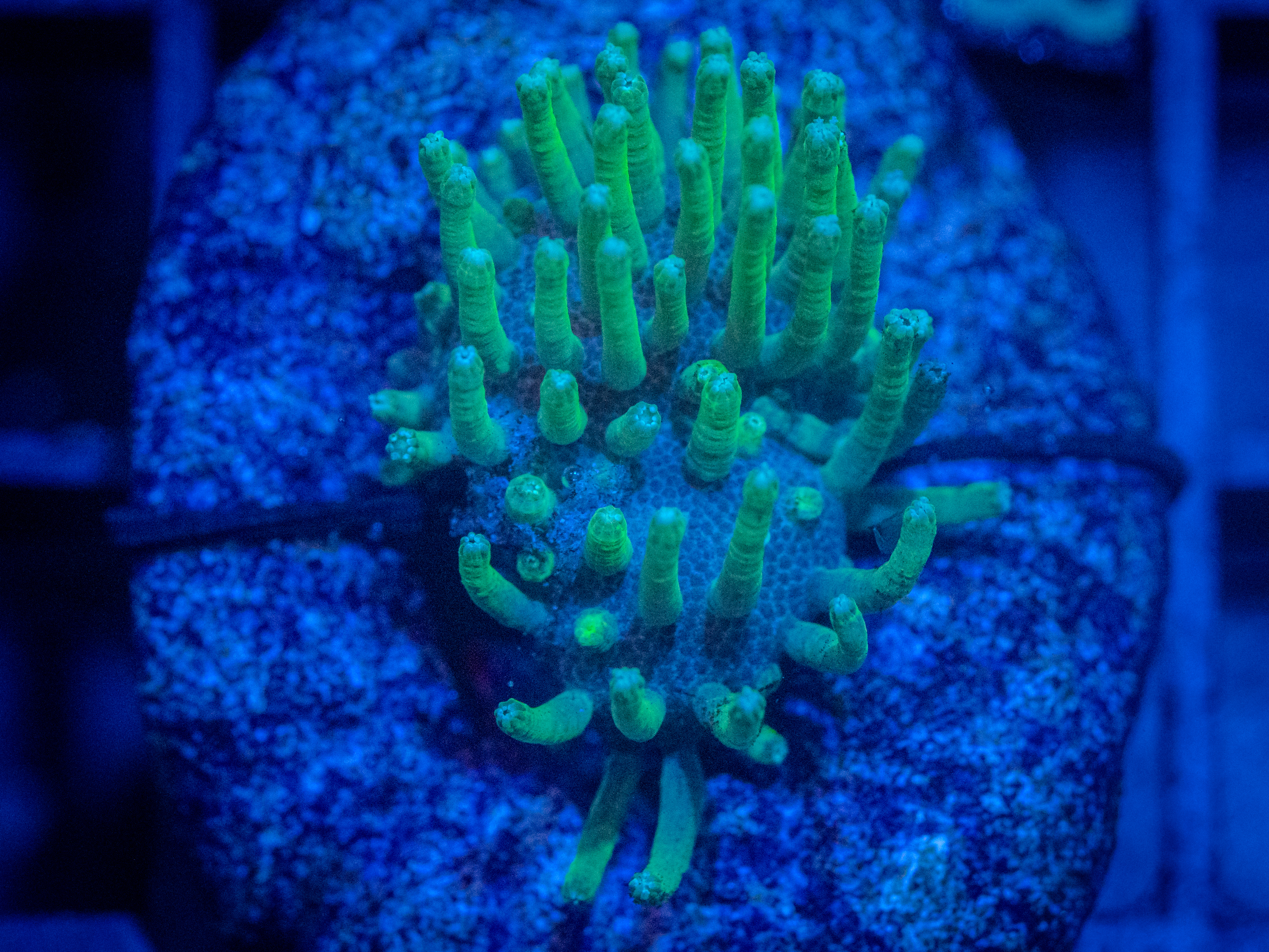 WWC Neon Polyp Toadstool coral image from ReefRivals, listed as Sarcophyton sp. and Soft Coral