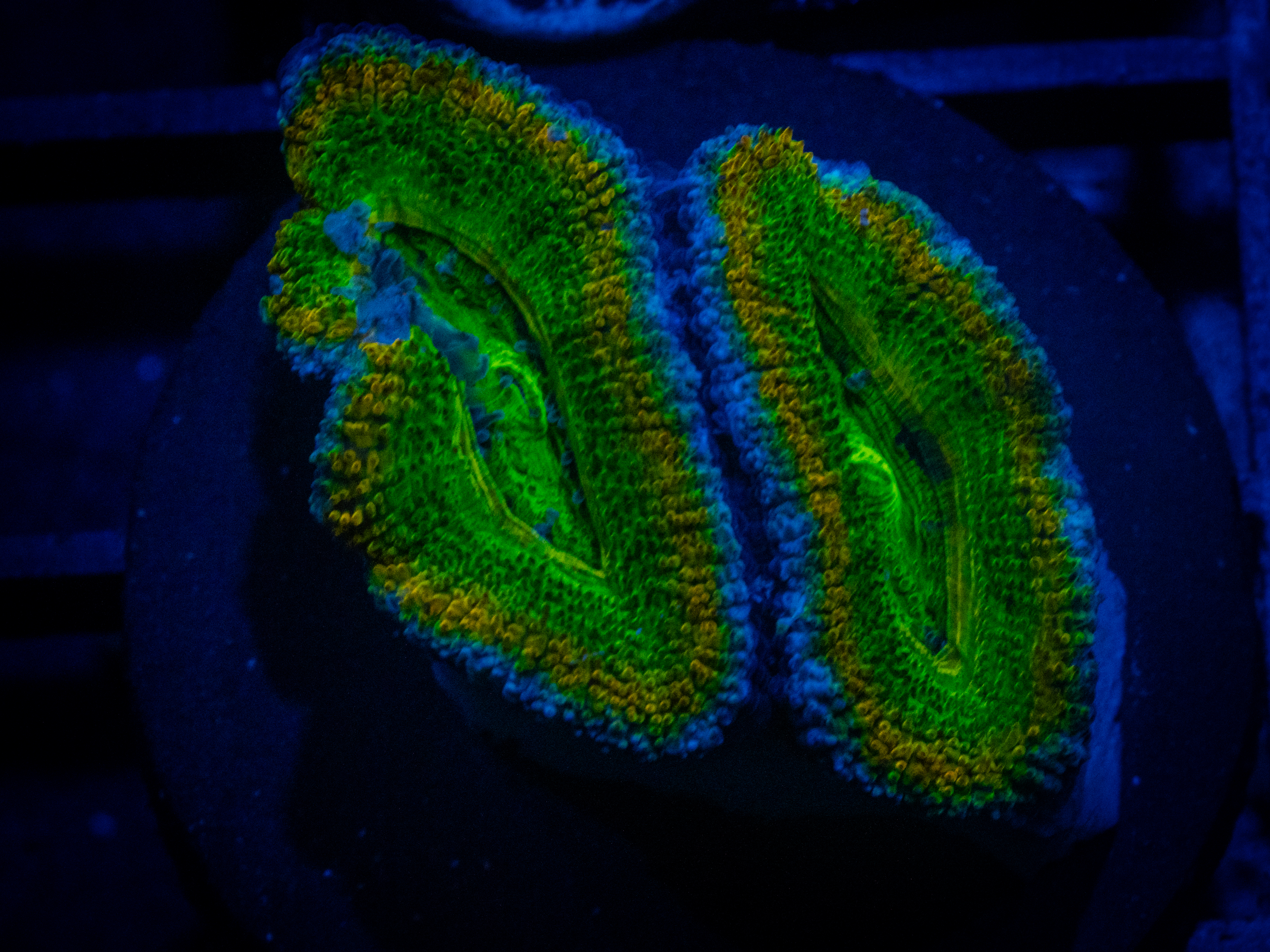 RVL Forest Green Echinata coral image from ReefRivals, listed as Micromussa sp. and Acans