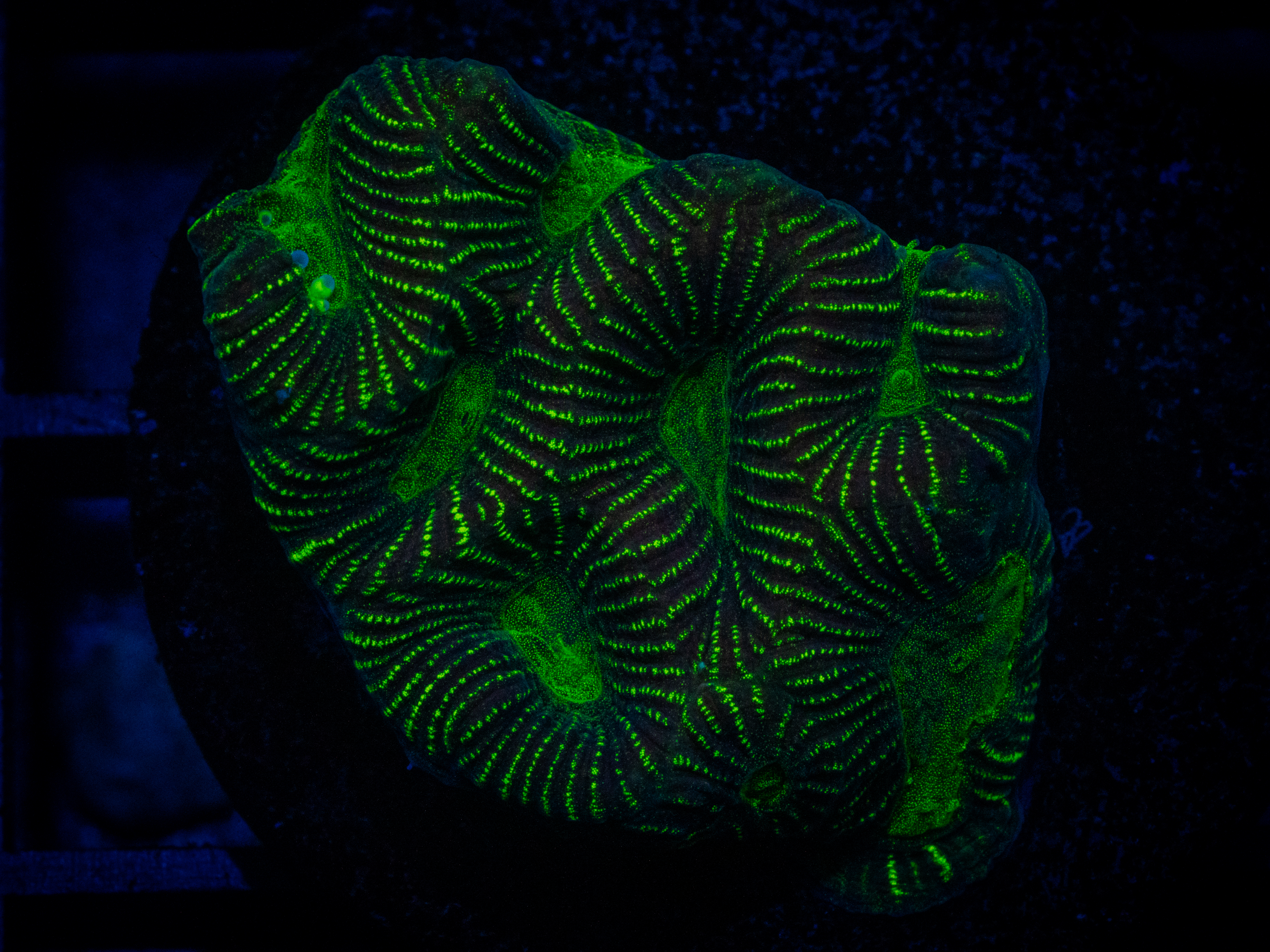 CA Neon Green Maze Favia coral image from ReefRivals, listed as Favia sp. and Favias